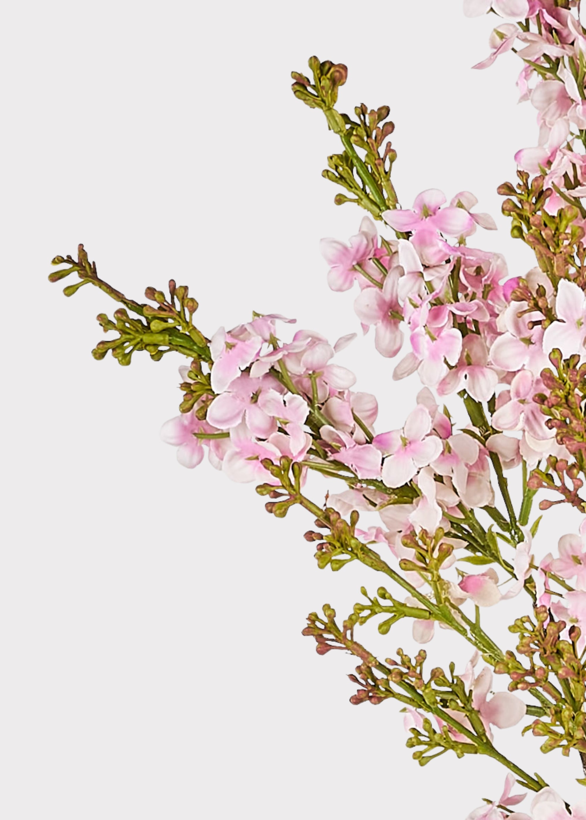 Close-up of pink lilac flowers