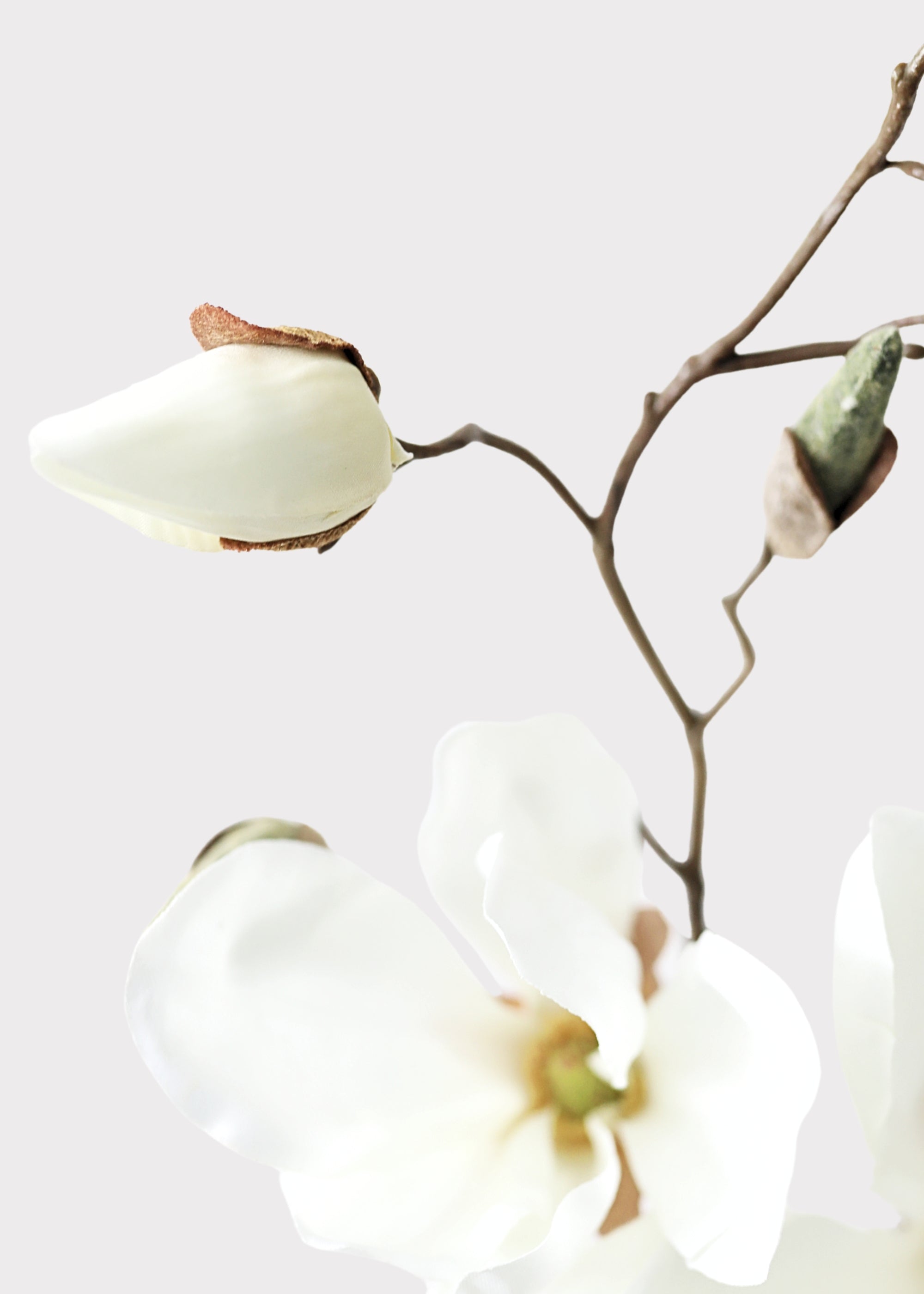 Close-up of a Artificial Magnolia Bud