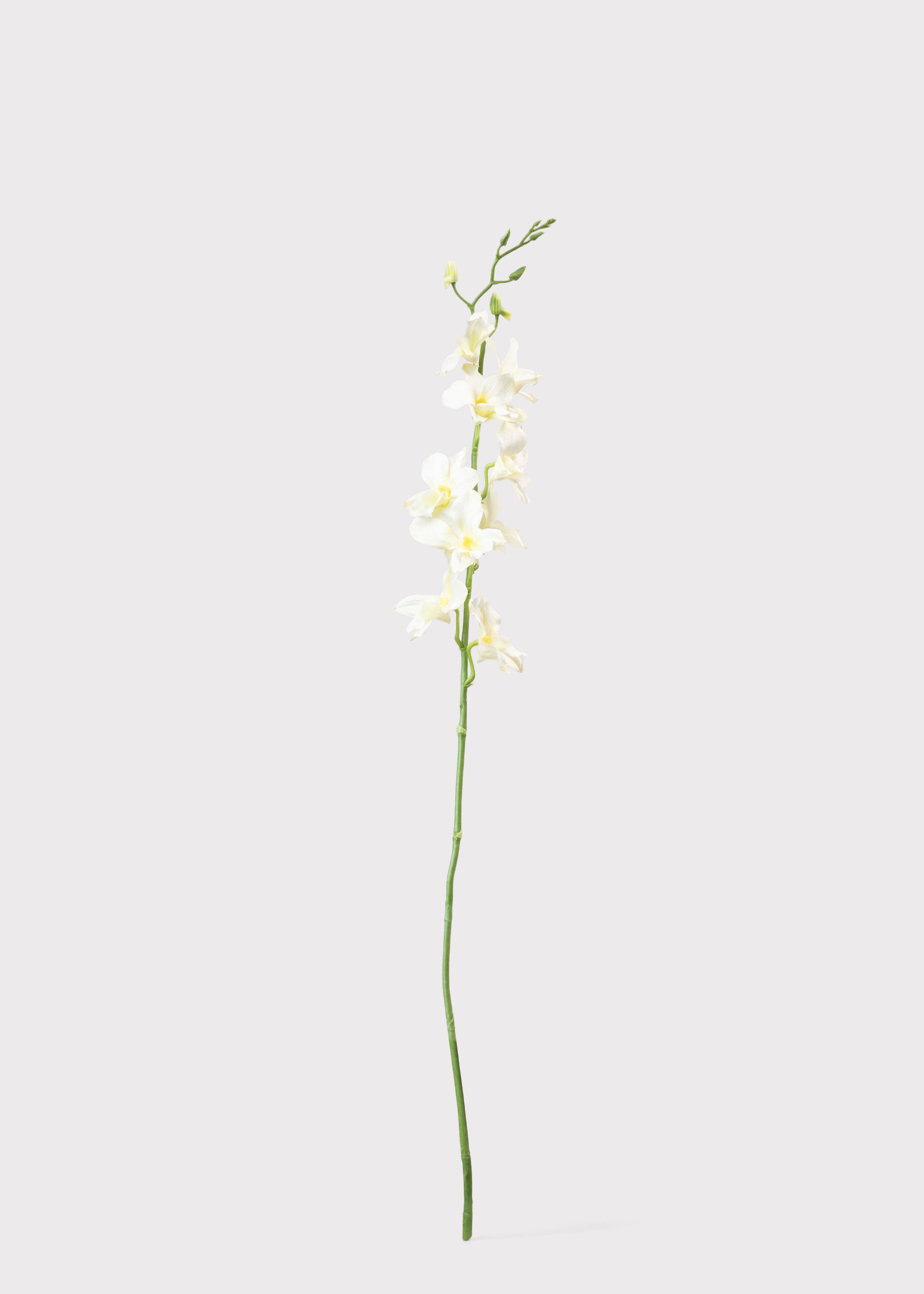 Artificial Dendrobium Orchid in Cream