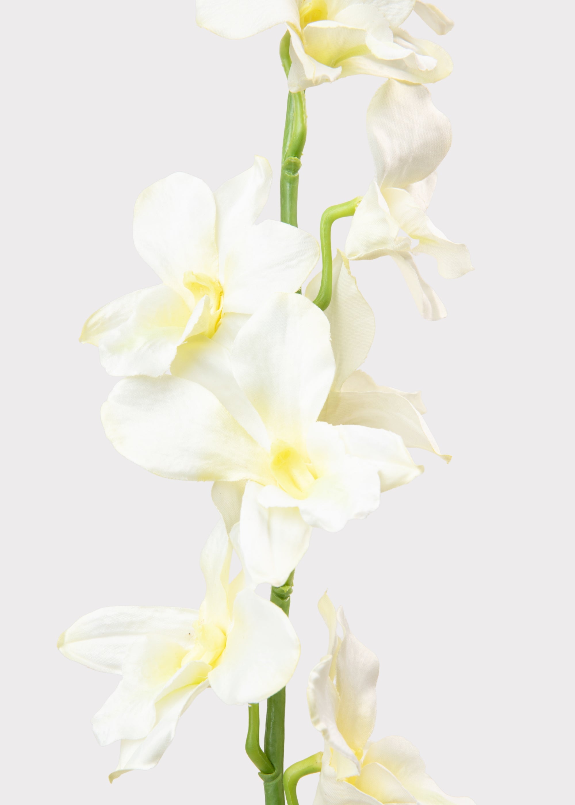 Close-up of a Cream Yellow Orchid