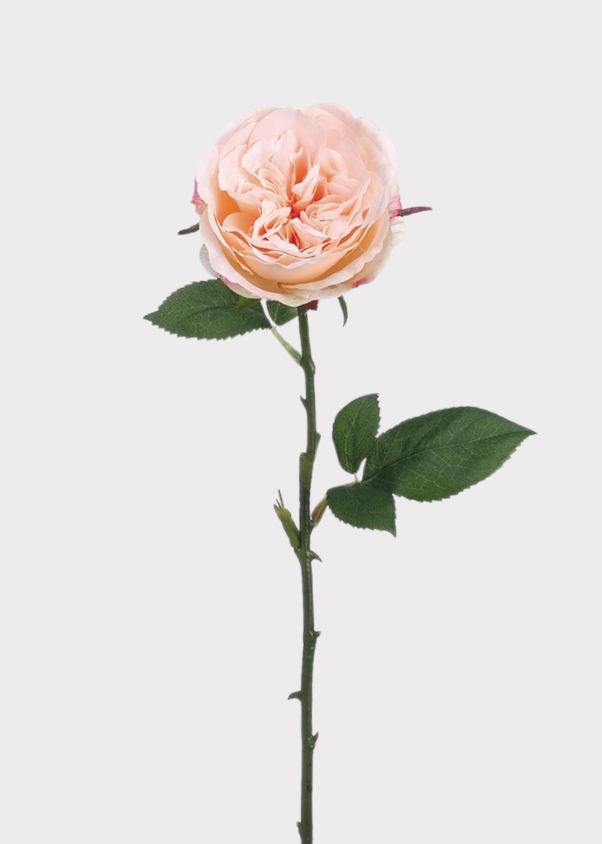 Fake English Cabbage Rose in Pink Apricot