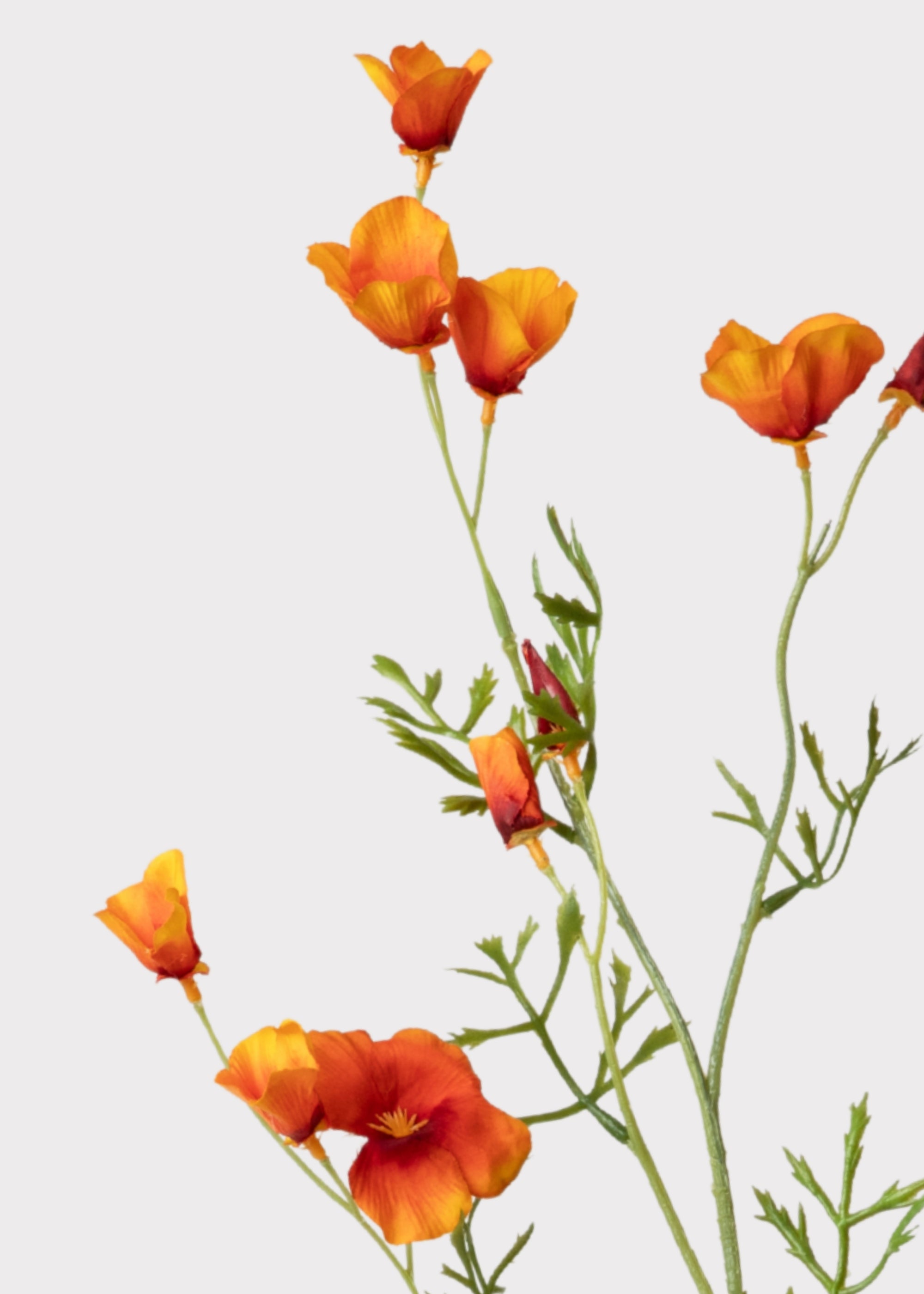 Mini Poppies