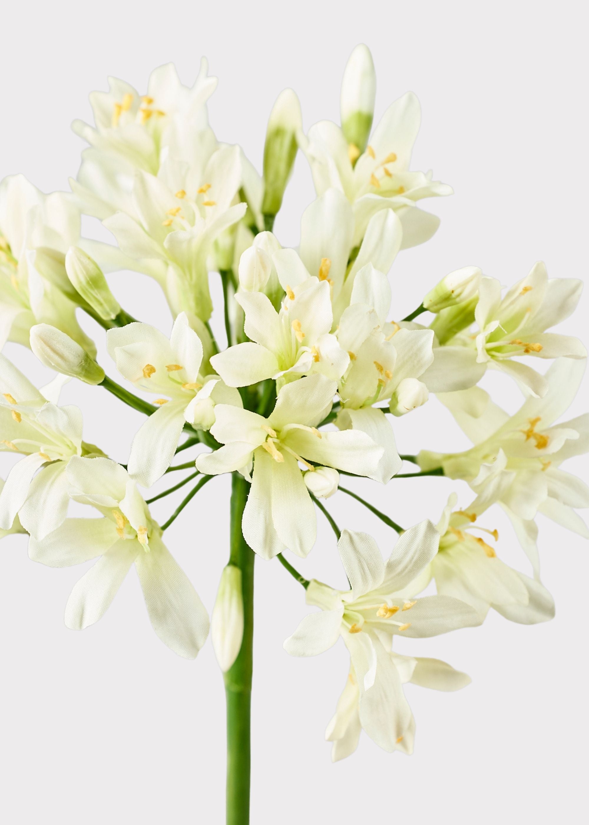 Cream Green Agapanthus
