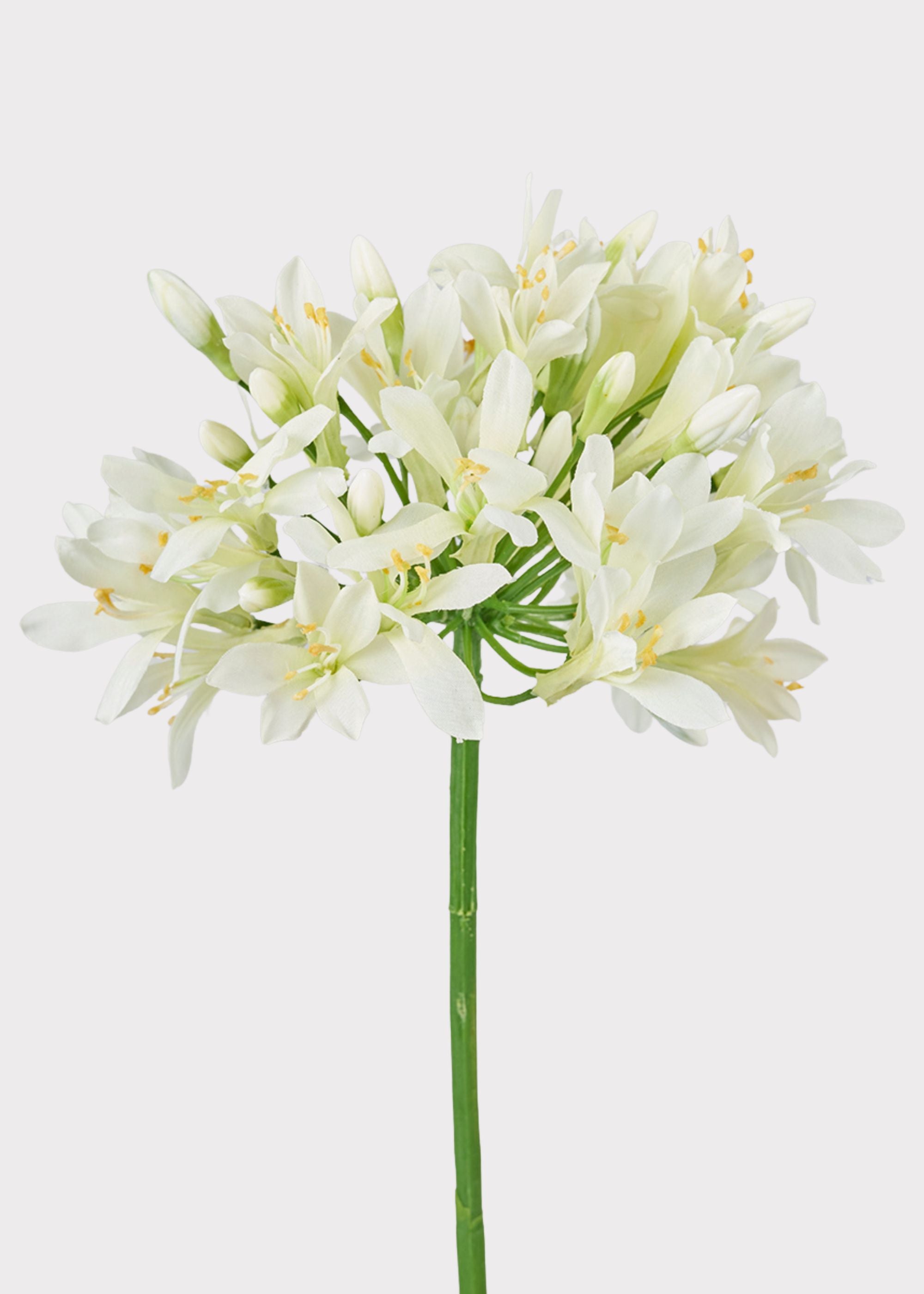 Faux Cream Green Agapanthus Flower