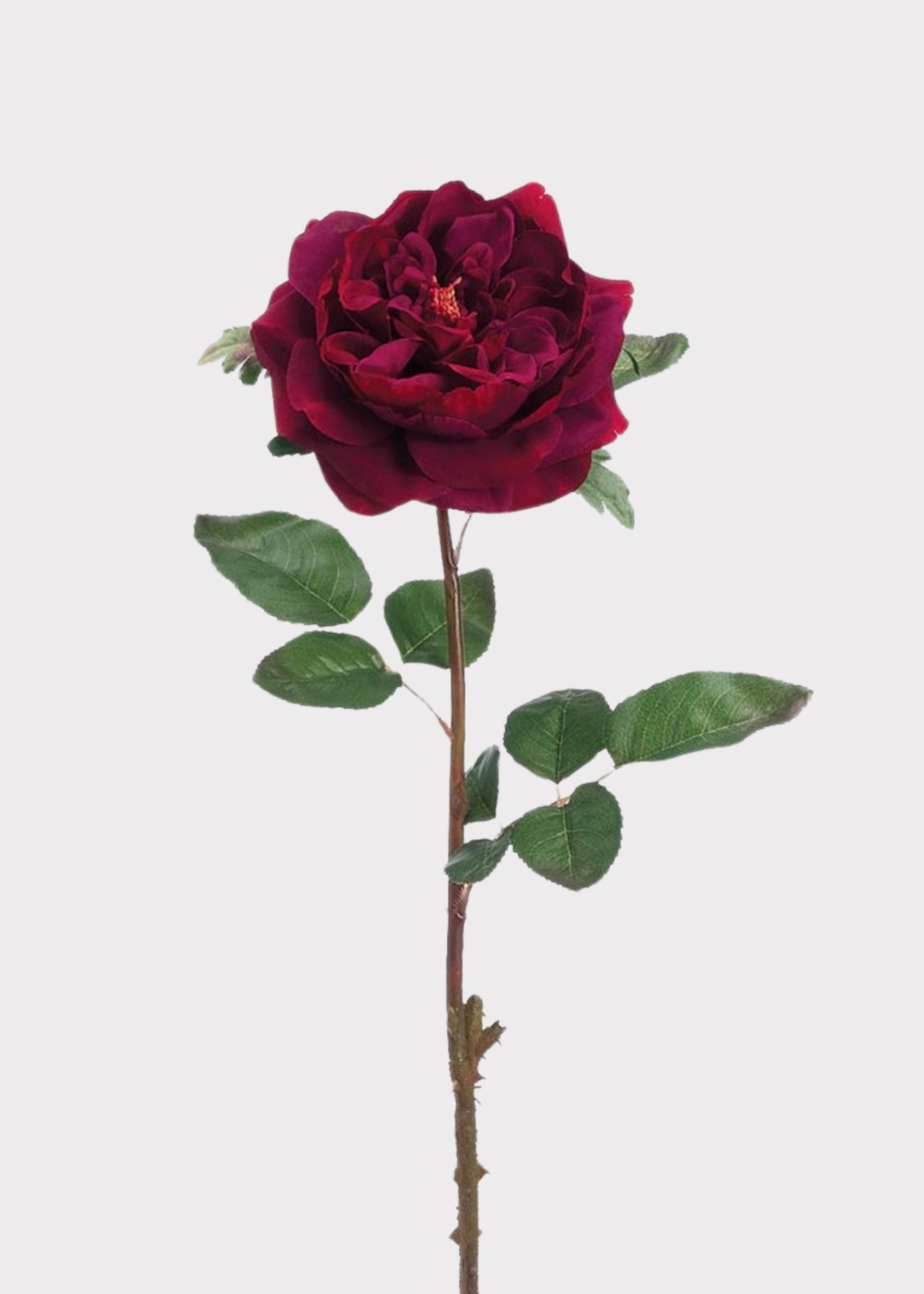 Artificial English Rose in Wine