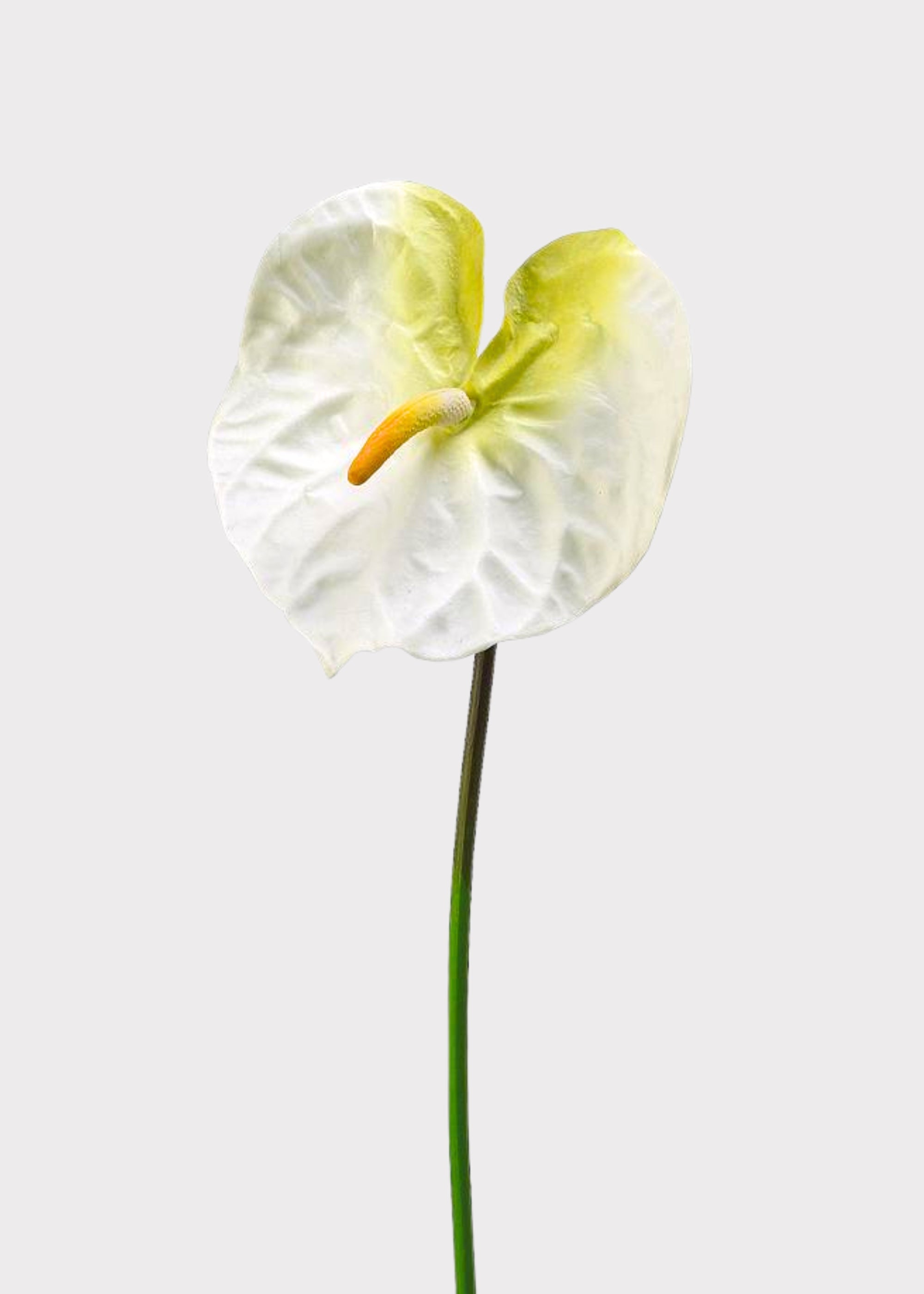 Cream White Artificial Anthurium