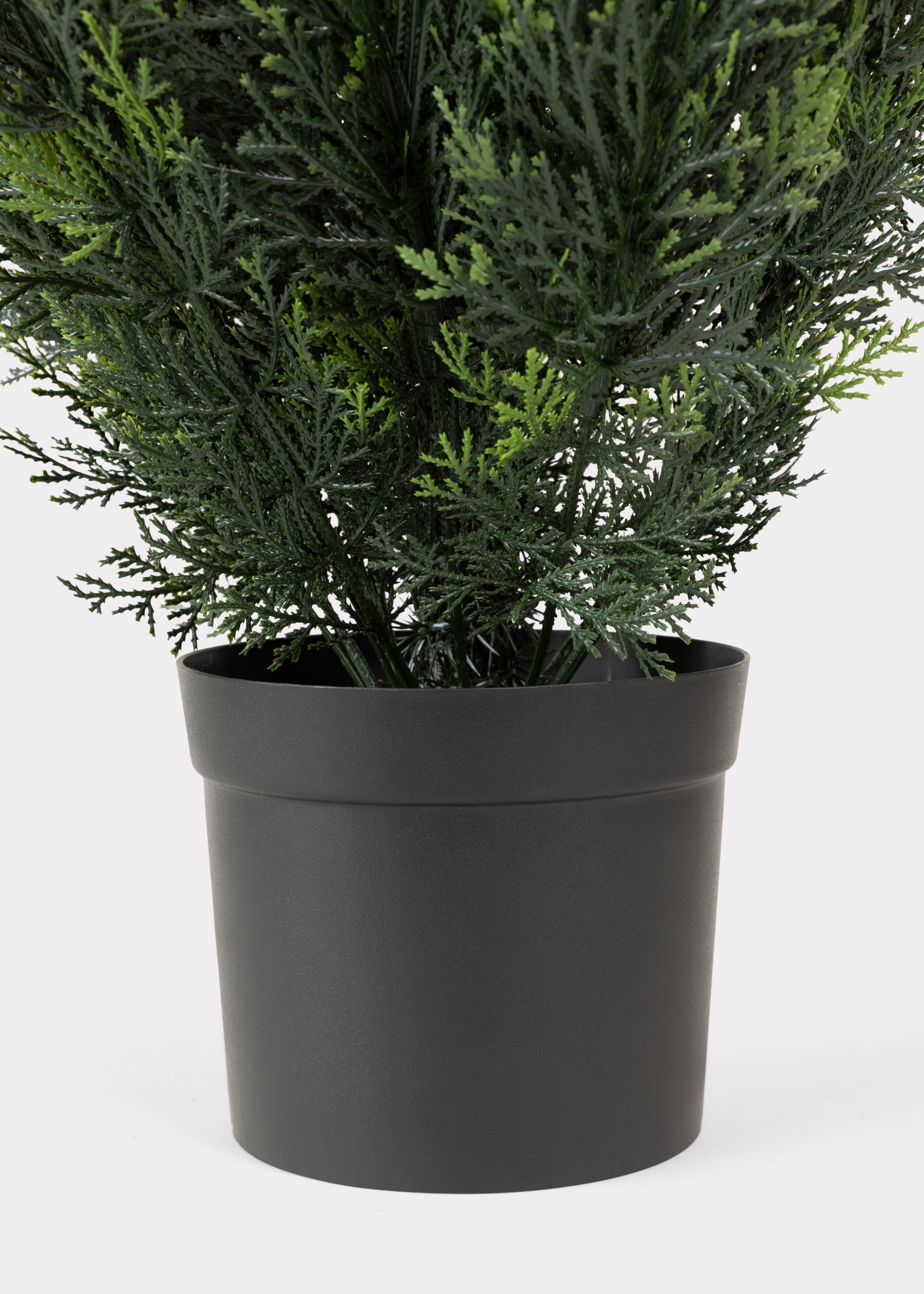 Black Plastic Pot of Cedar Topiary Tree