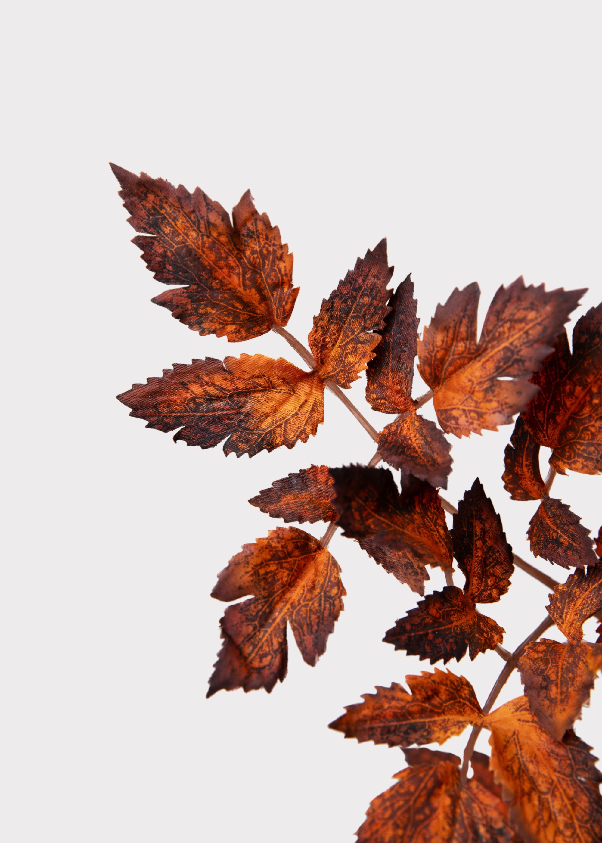 Faux Brown Cimicifuga Leaves