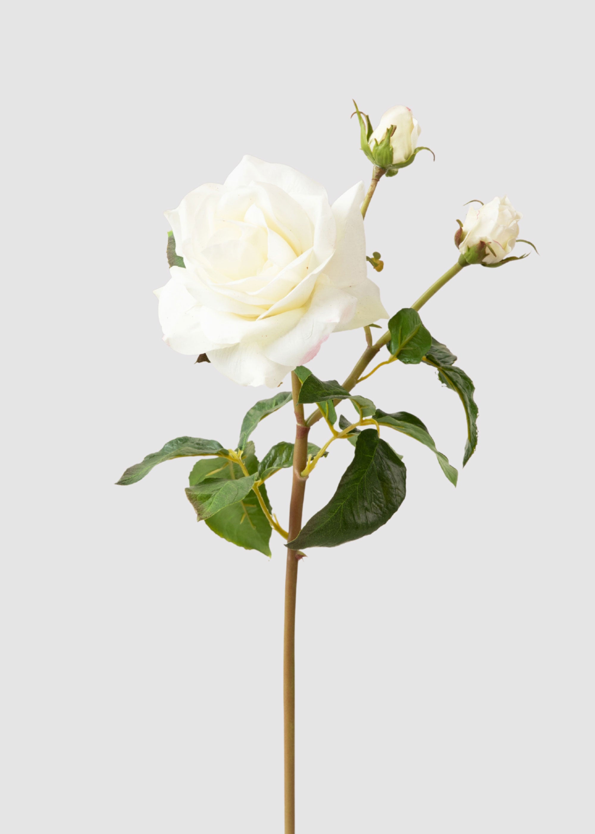 Faux Juliet English Rose in Cream White