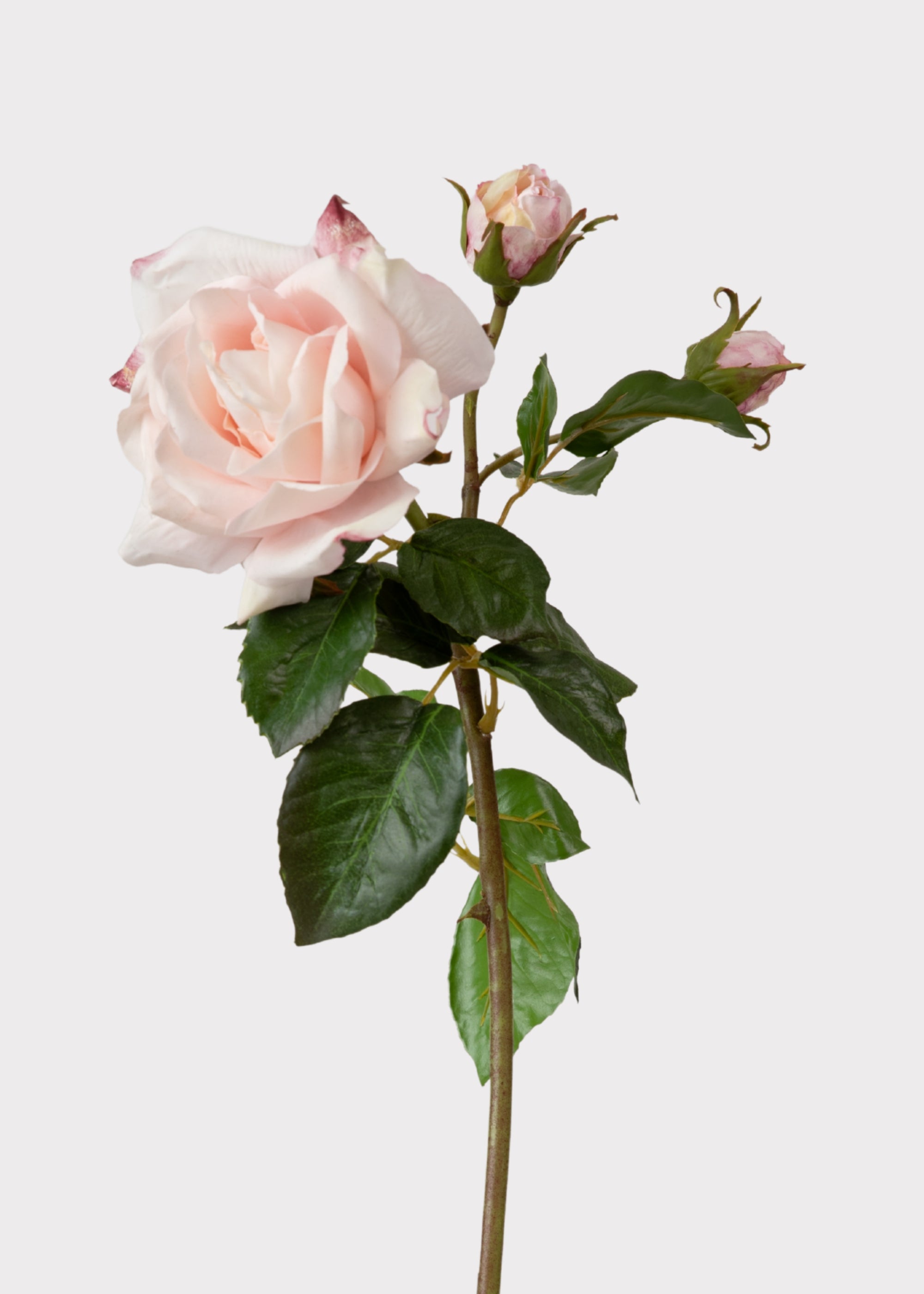 Soft Pink English Rose