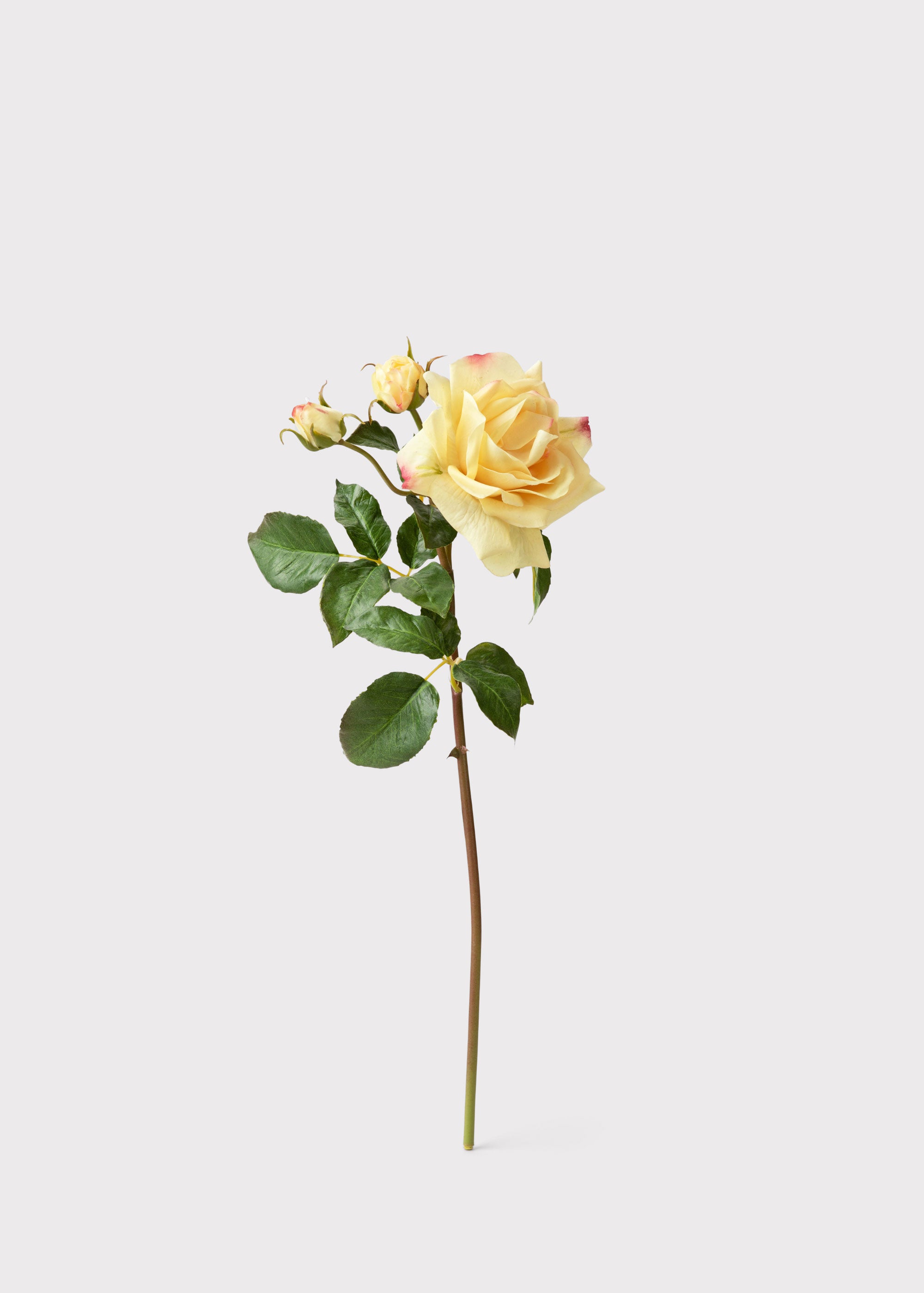 Real Touch Faux Juliet English Rose in Yellow