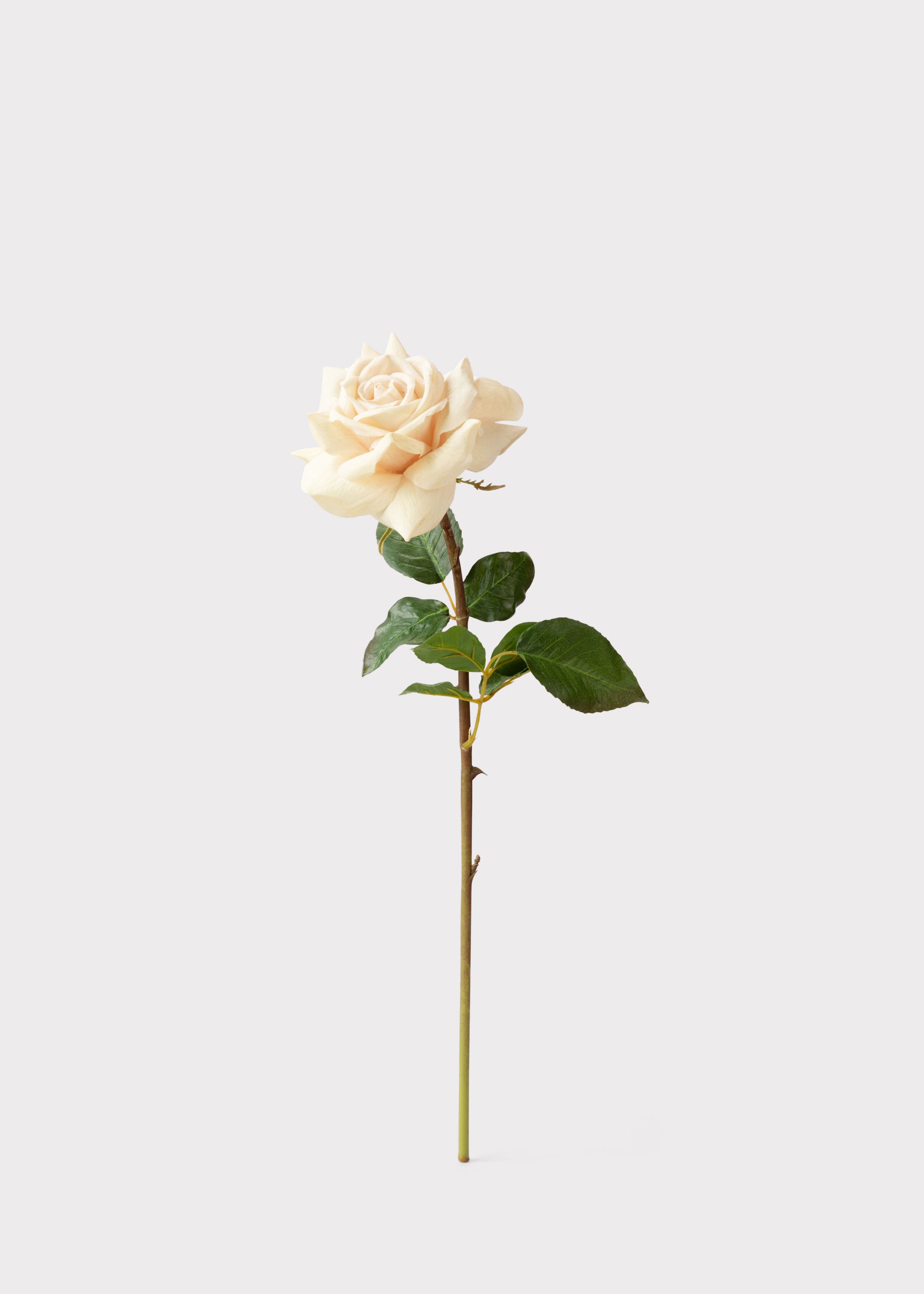Faux Beige Duchess Rose