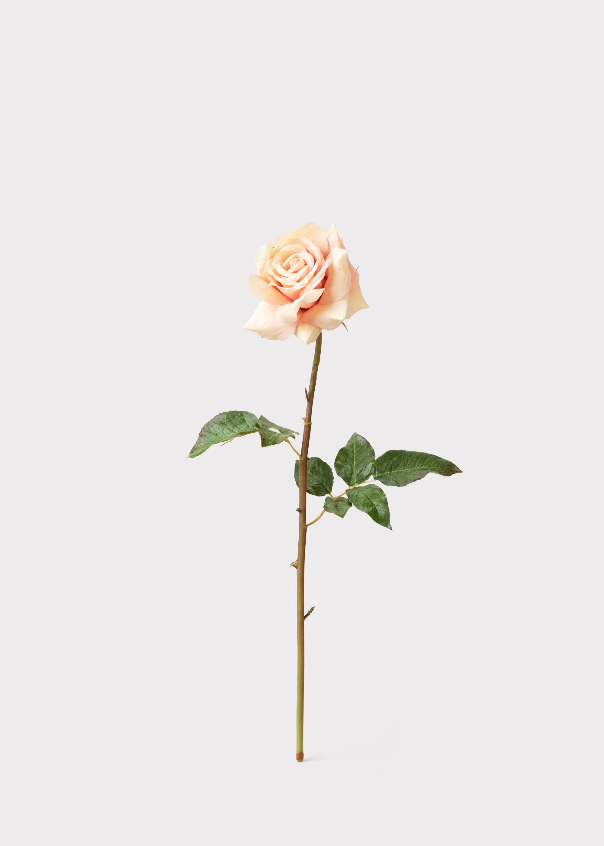 Real Touch Faux Duchess Rose in Peach Mauve