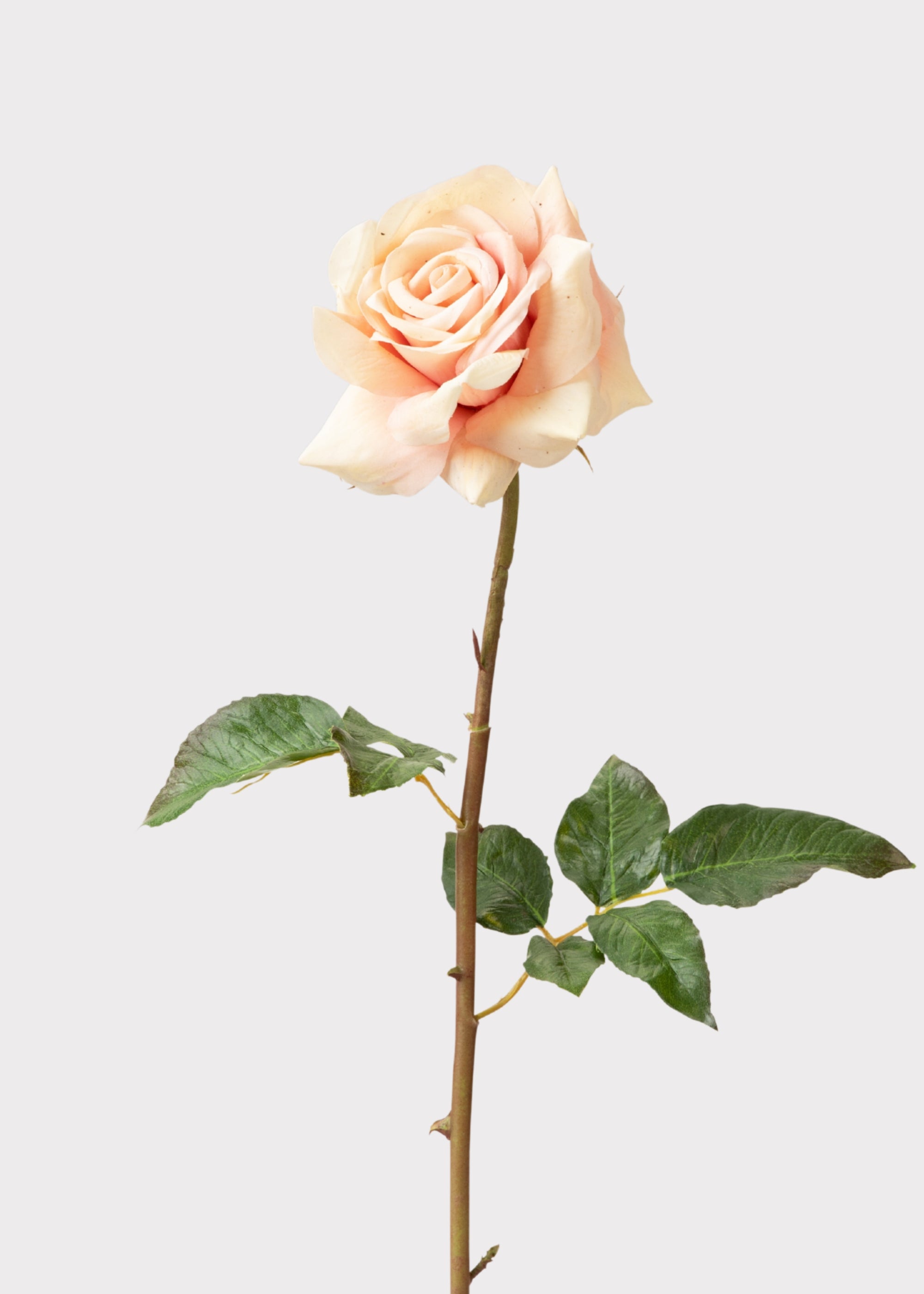 Real Touch Artificial Duchess Rose in Peach Dust