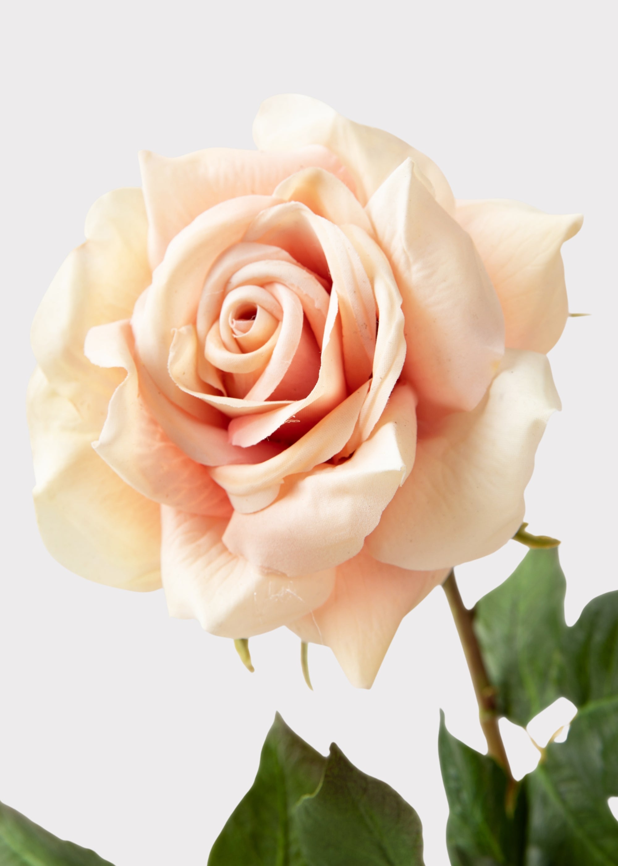 Faux Duchess Rose in Peach Mauve