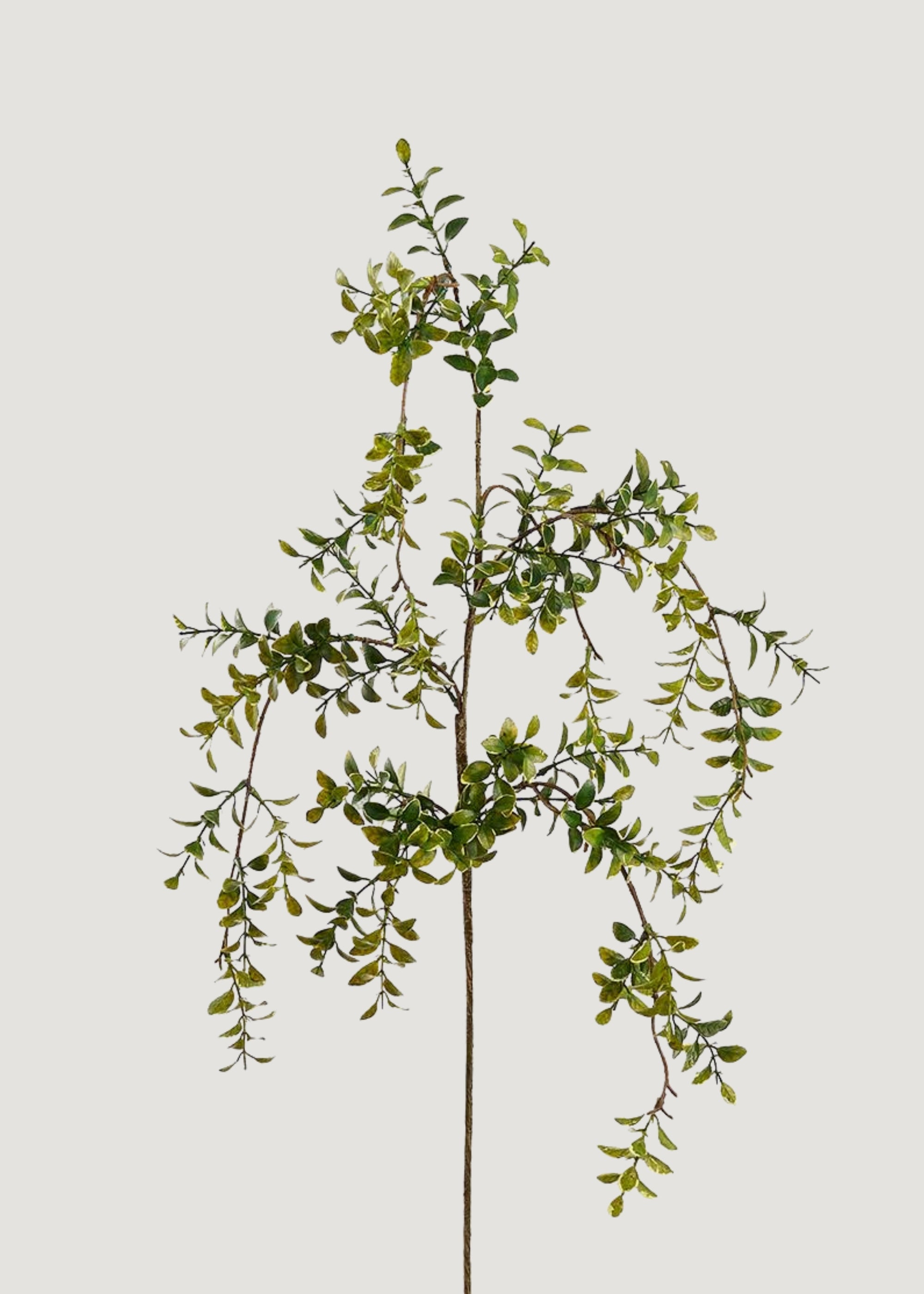 Artificial Hanging Boxwood Leaf Branch