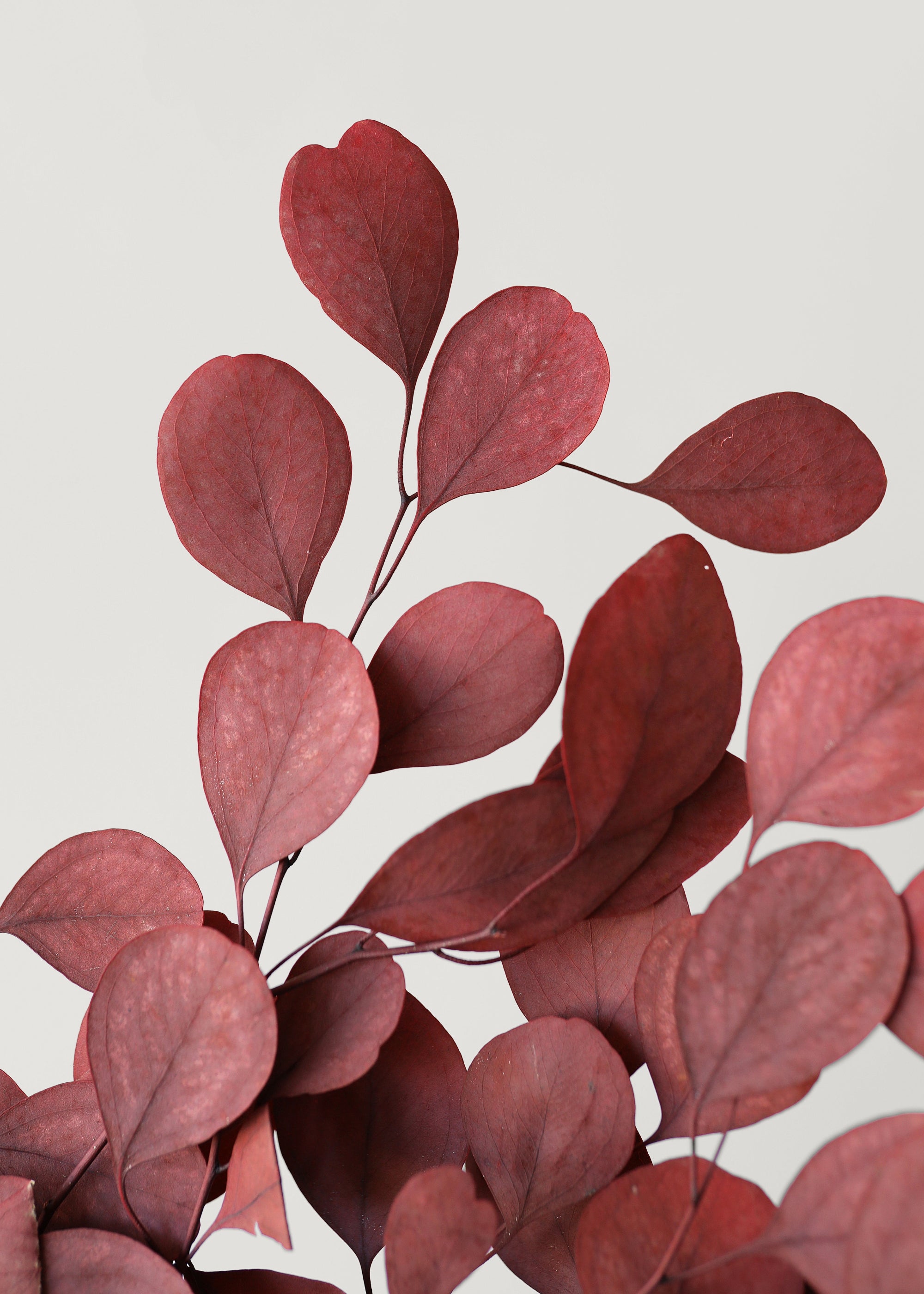 Close-up of Red Preserved Populus Eucalyptus