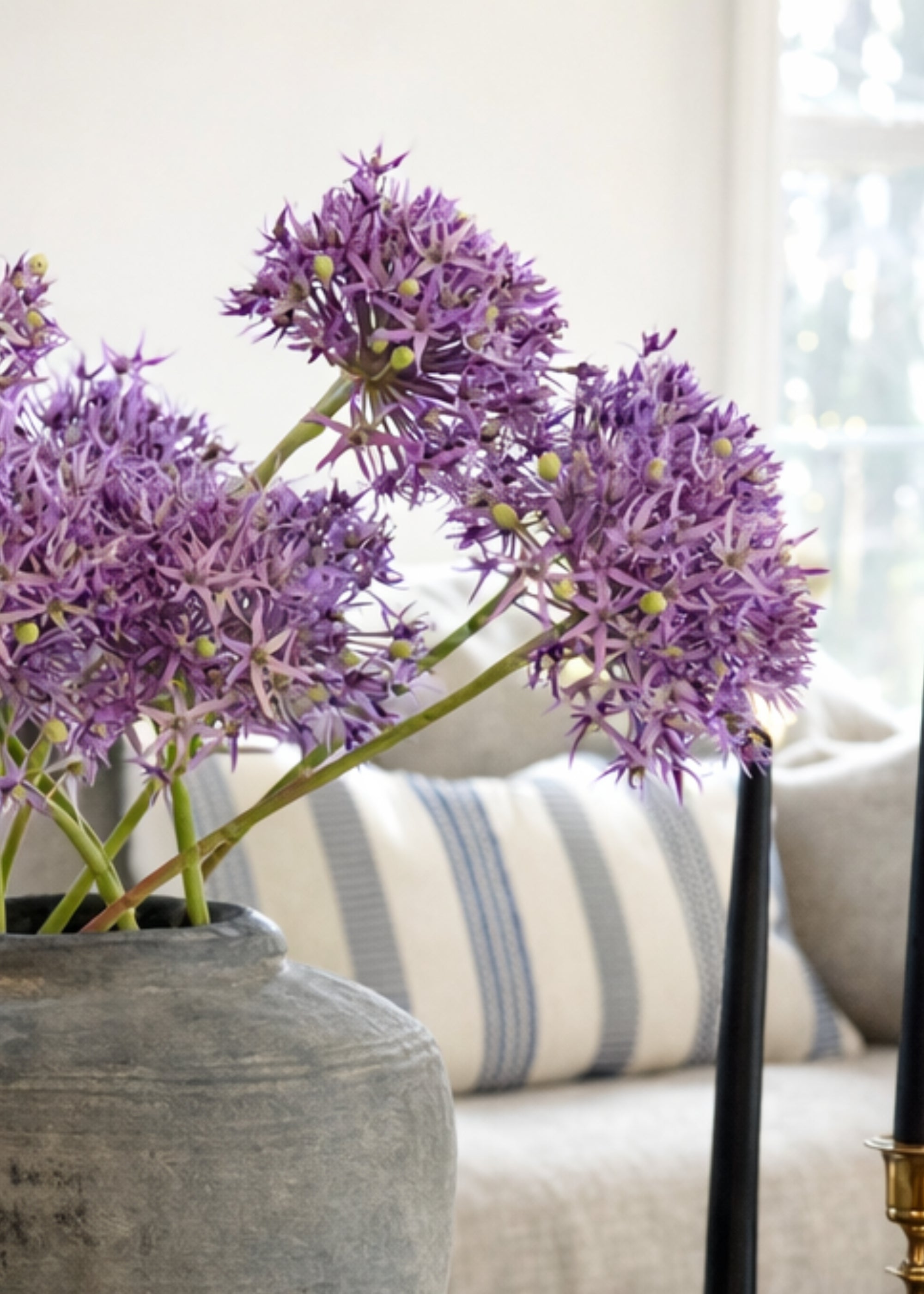 close-up of purple allium flowers in a vase