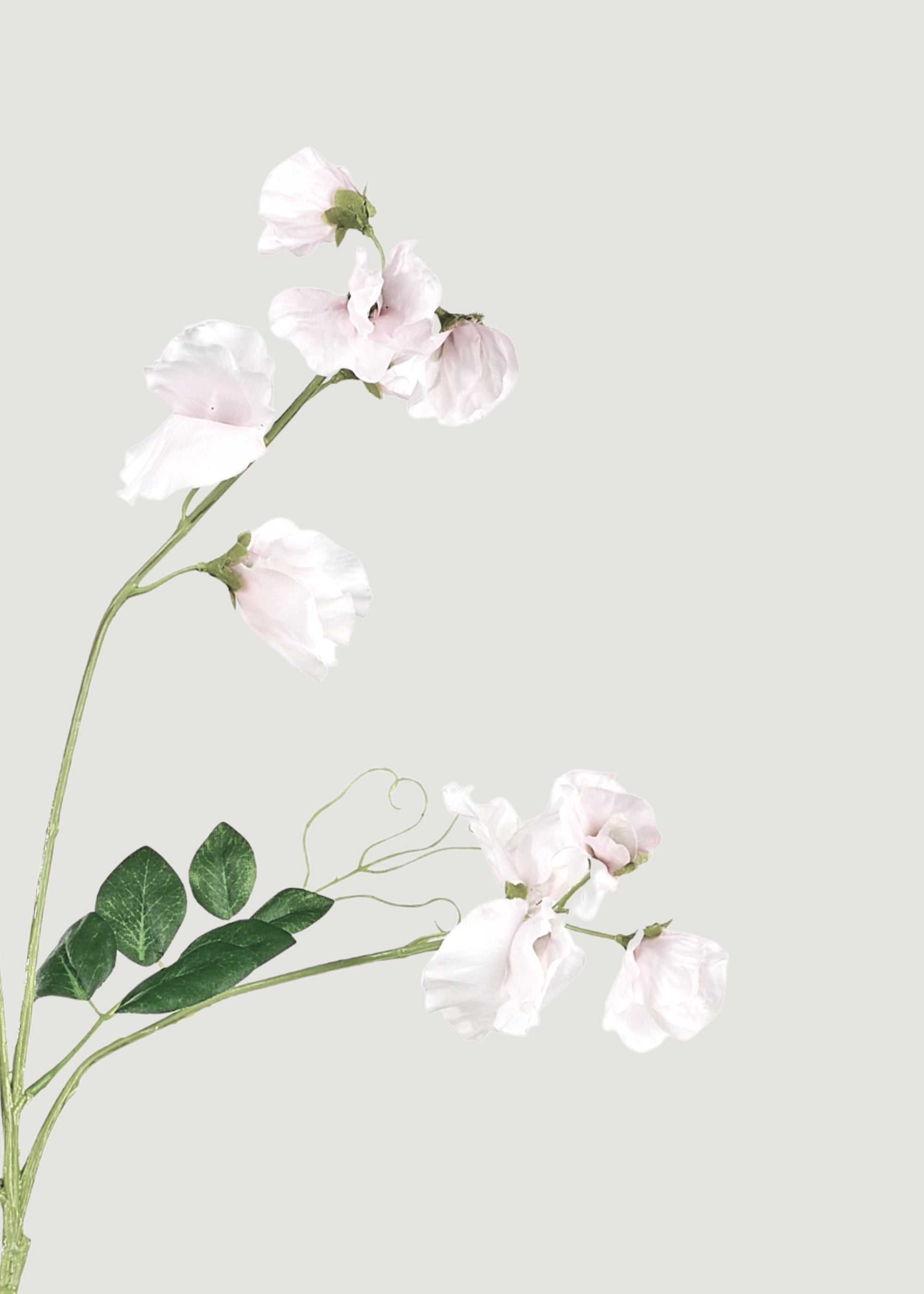Close-up of Sweet Pea Flowers