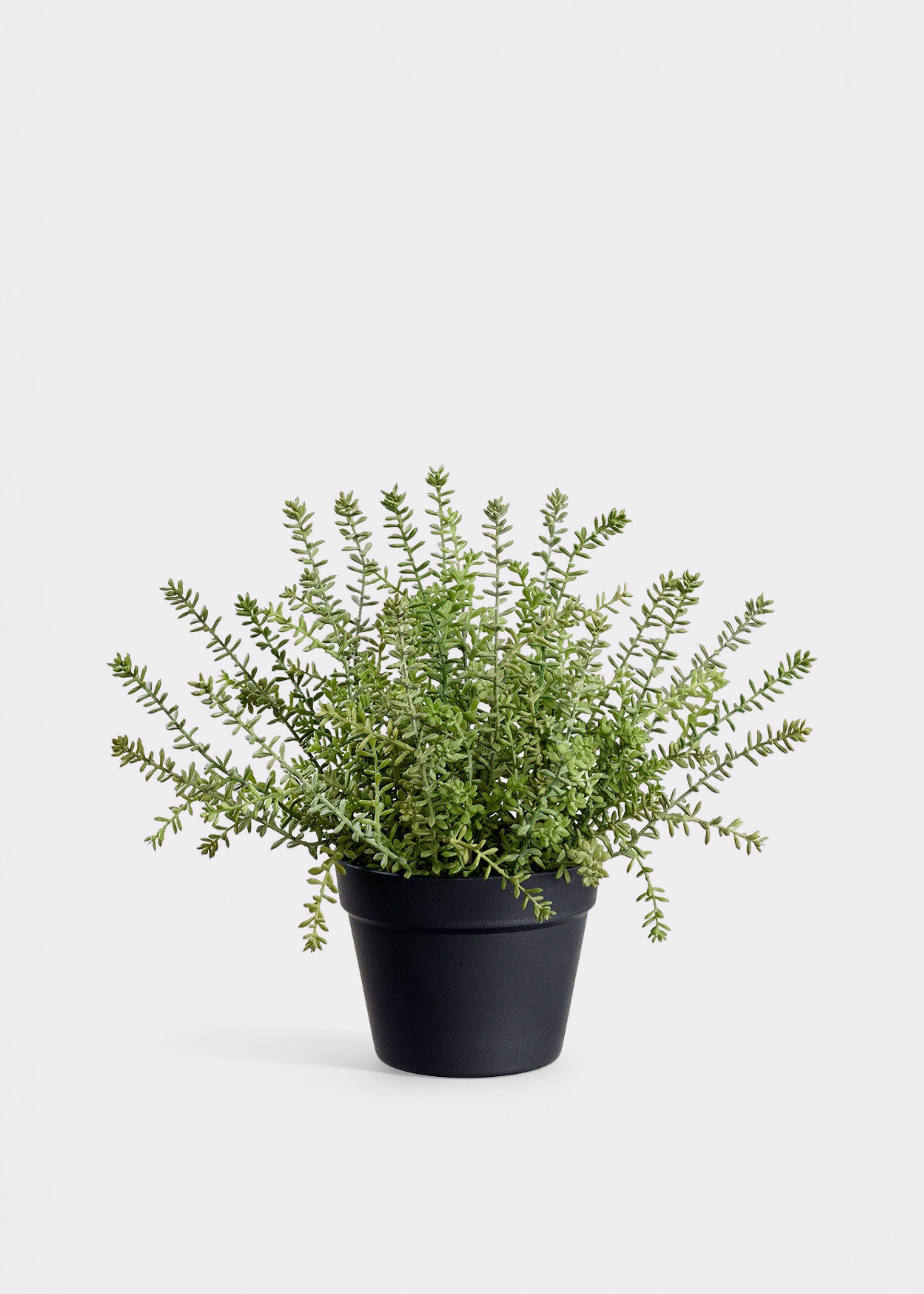 Potted Sedum Succulent