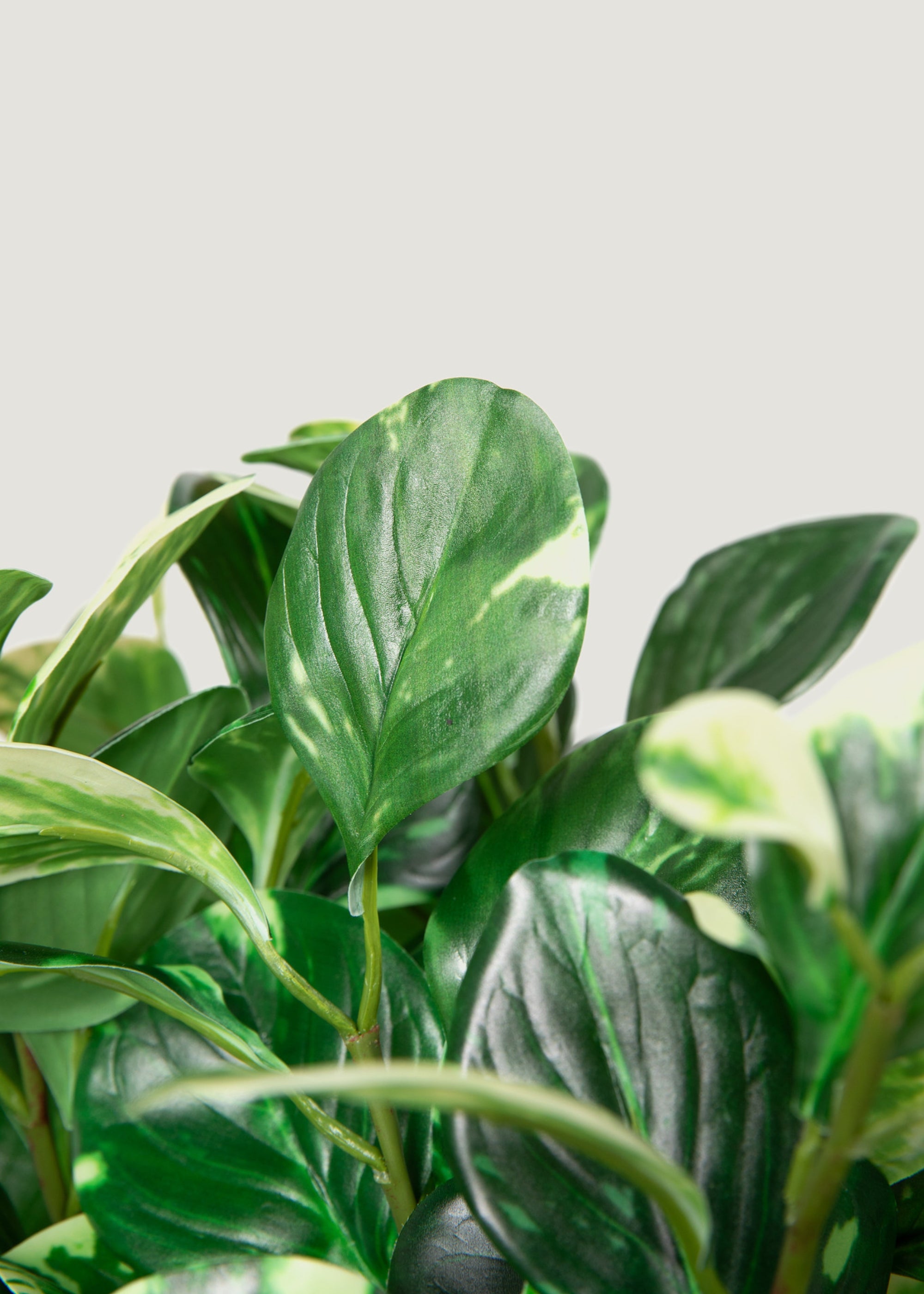 Fake Plant Close-Up