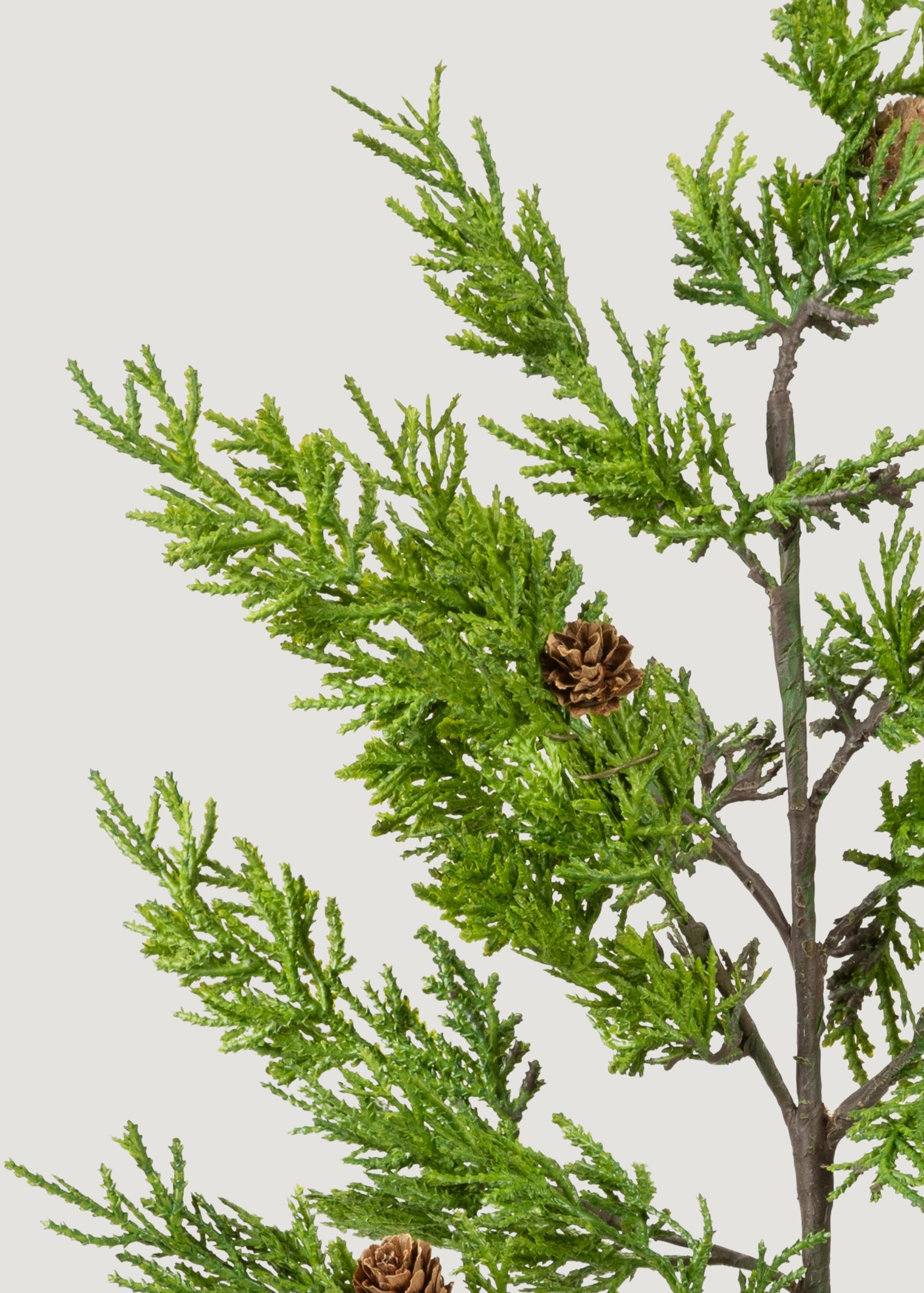 Close-up of Fake Juniper