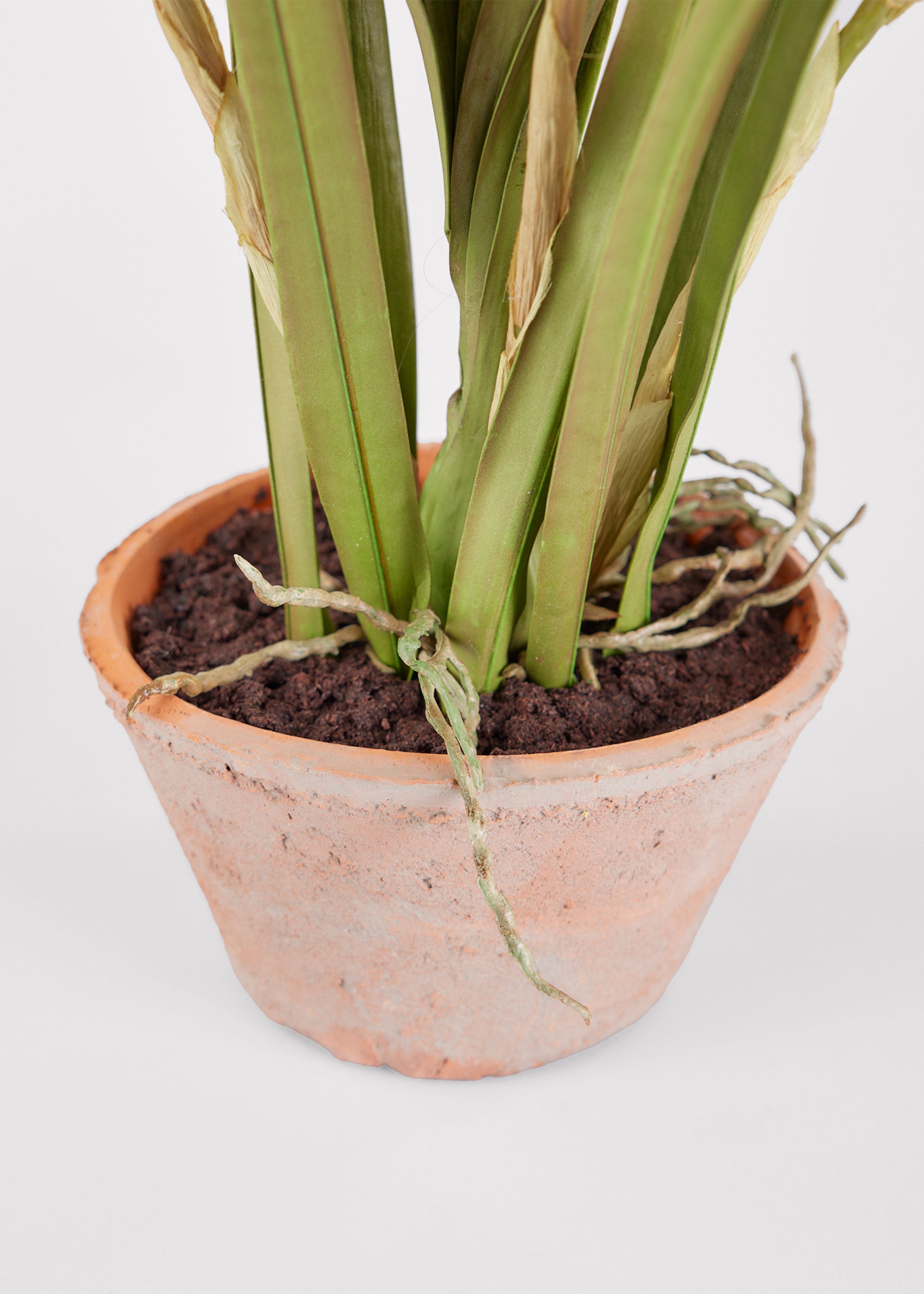 Afloral Closeup View of Artificial Soil in Potted Orchid Plant