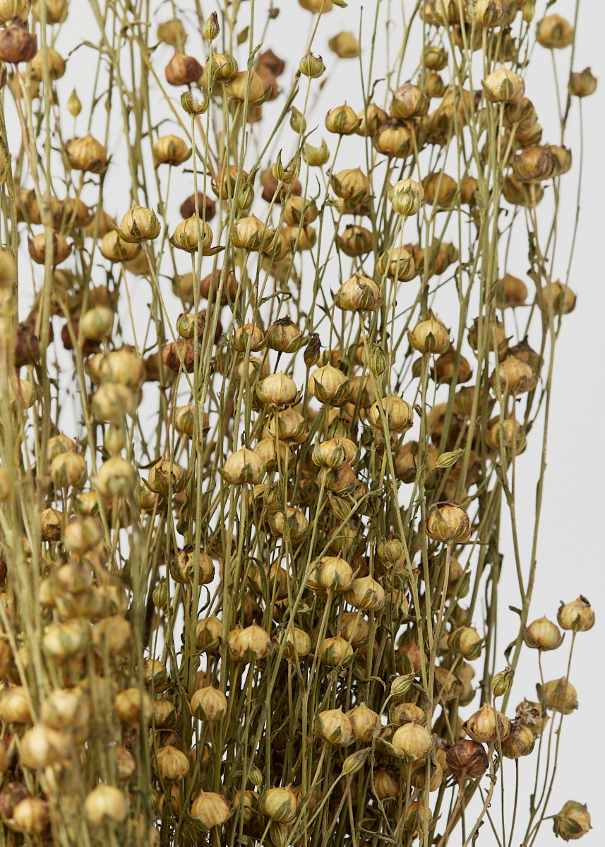 dried flax bundle