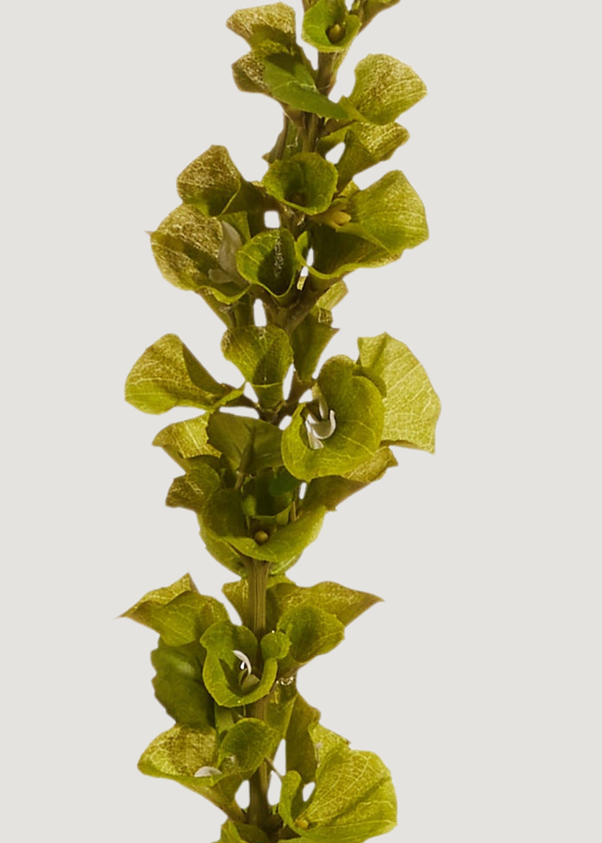 Close-up of Artificial Bells of Ireland Flower Stem