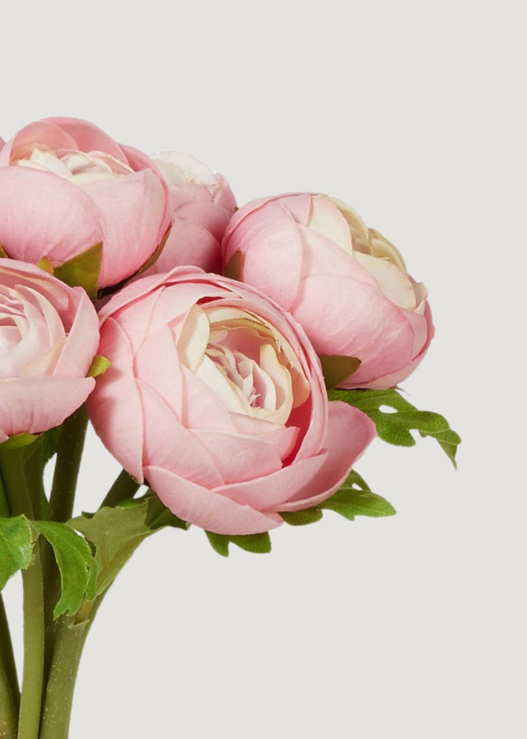 Close-up of Light Pink Soft Touch Ranunculus