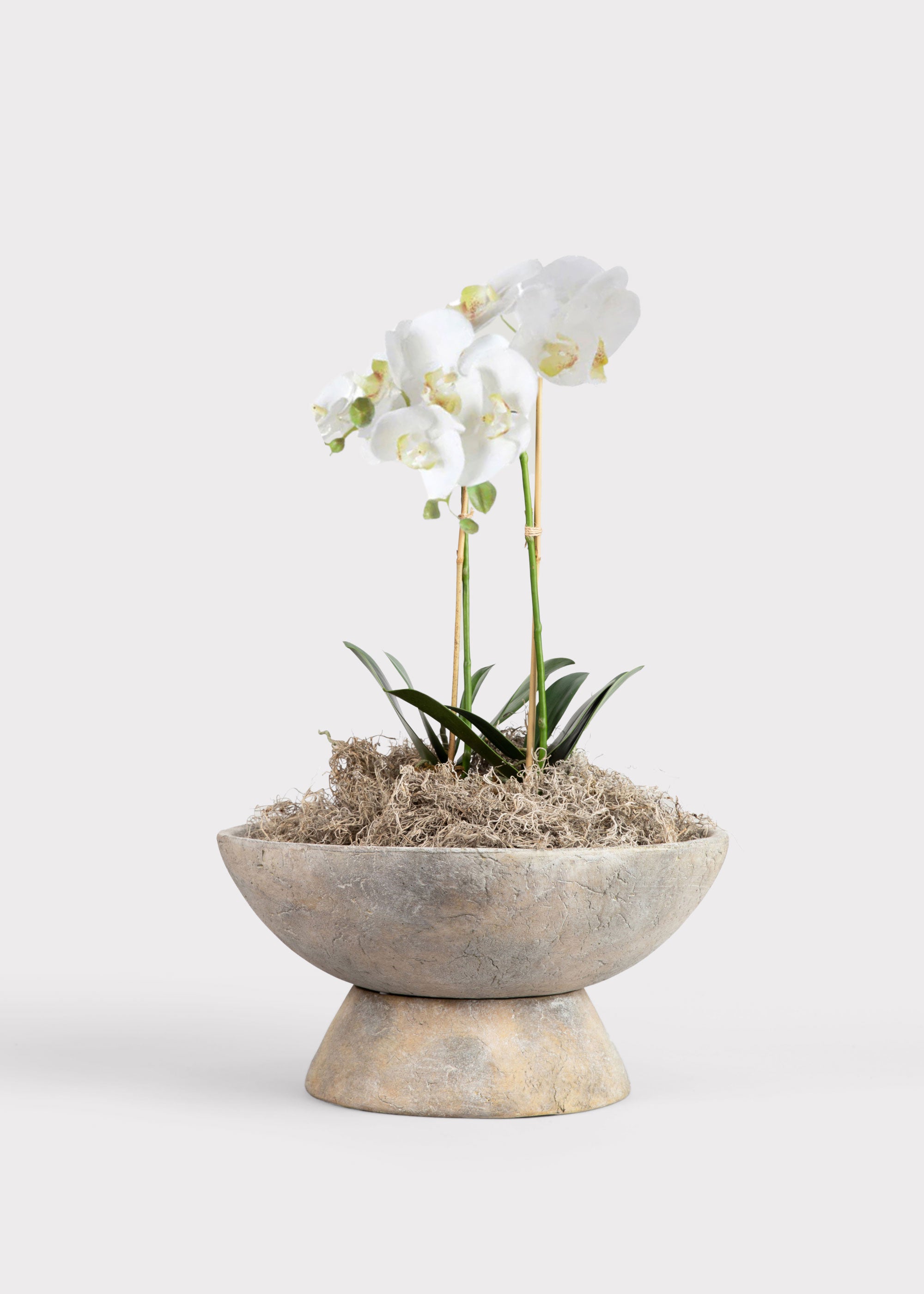 Faux Orchid House Plant