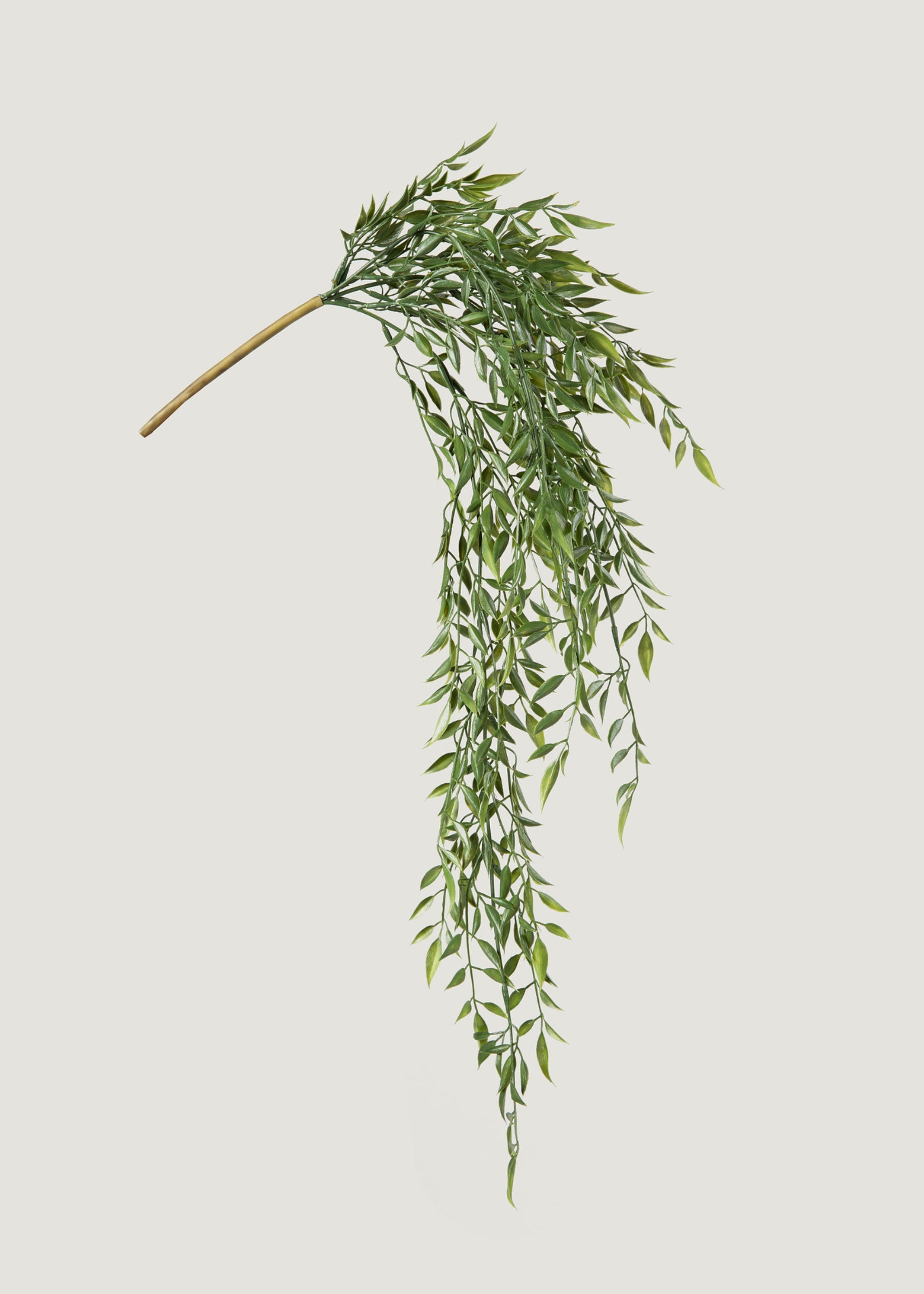 Hanging Ruscus