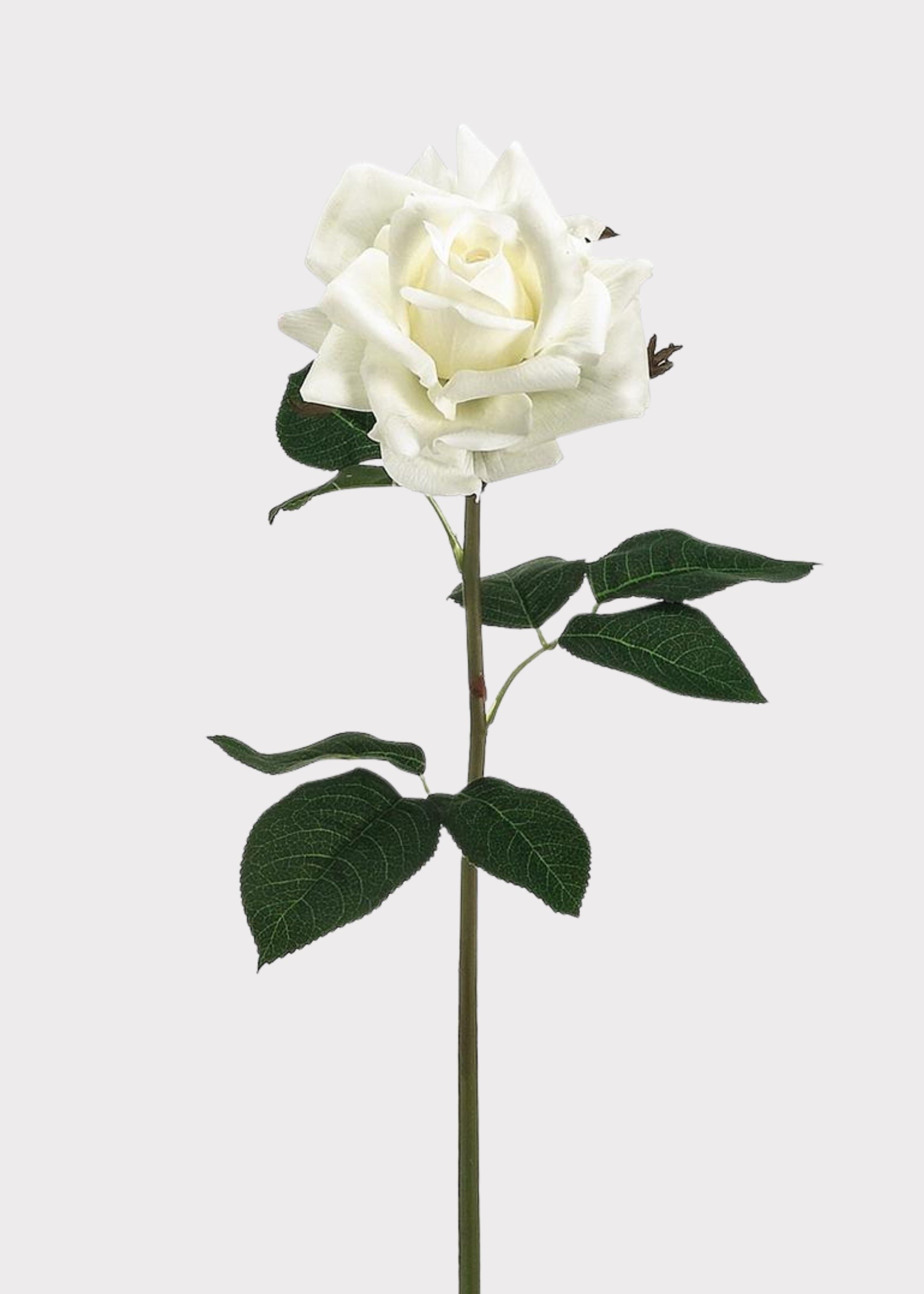 Real Touch White Rose