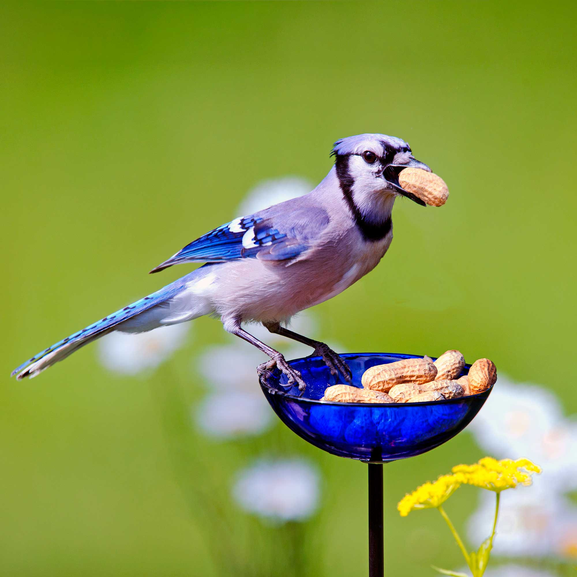Poppy Stake Bird Feeder