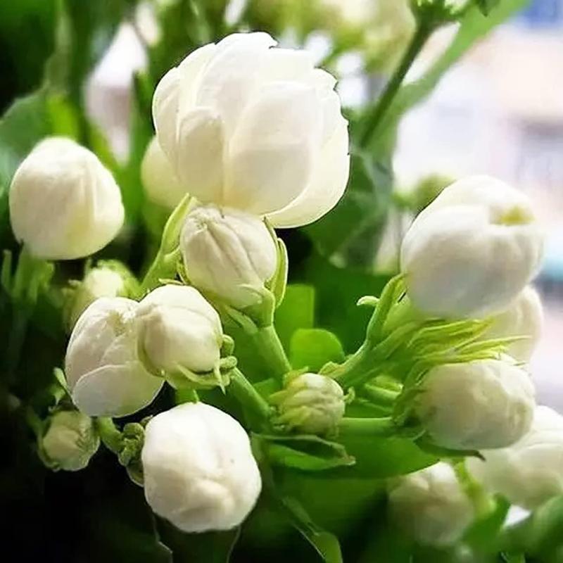 Vynikajúce plačúce semienka jazmínu 🌸 Semienka jazmínu bez GMO