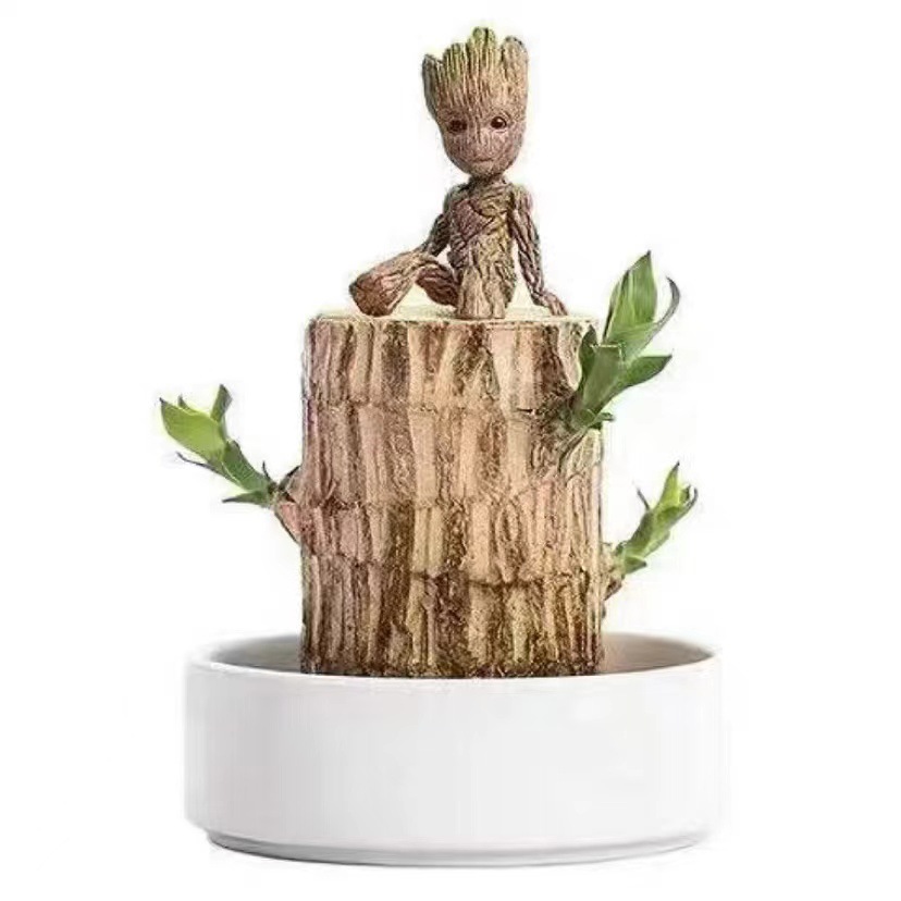 【Štěstí】Hydroponické Lucky Wood čistí vzduch, zvládnou ho pěstovat i začátečníci