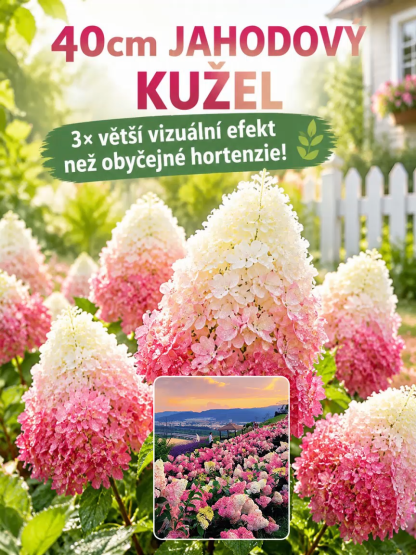 Mrazuvzdorná Hortenzie "Jahodový Kužel" | Kvete 300 Dní v Roce– Zasaďte a Zapomeňte
