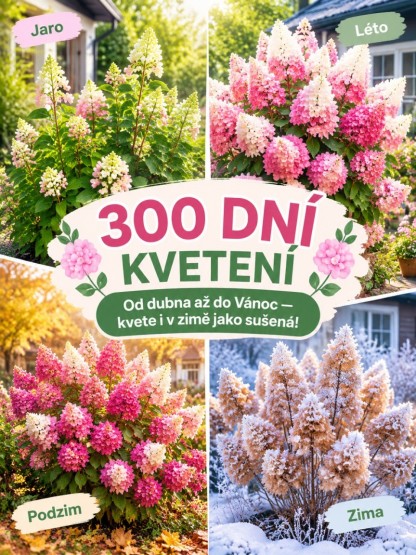 Mrazuvzdorná Hortenzie "Jahodový Kužel" | Kvete 300 Dní v Roce– Zasaďte a Zapomeňte