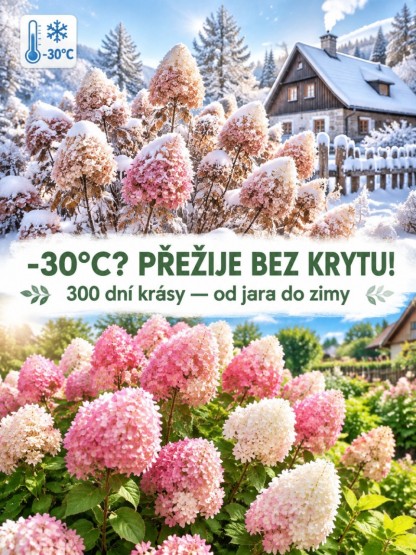 Mrazuvzdorná Hortenzie "Jahodový Kužel" | Kvete 300 Dní v Roce– Zasaďte a Zapomeňte
