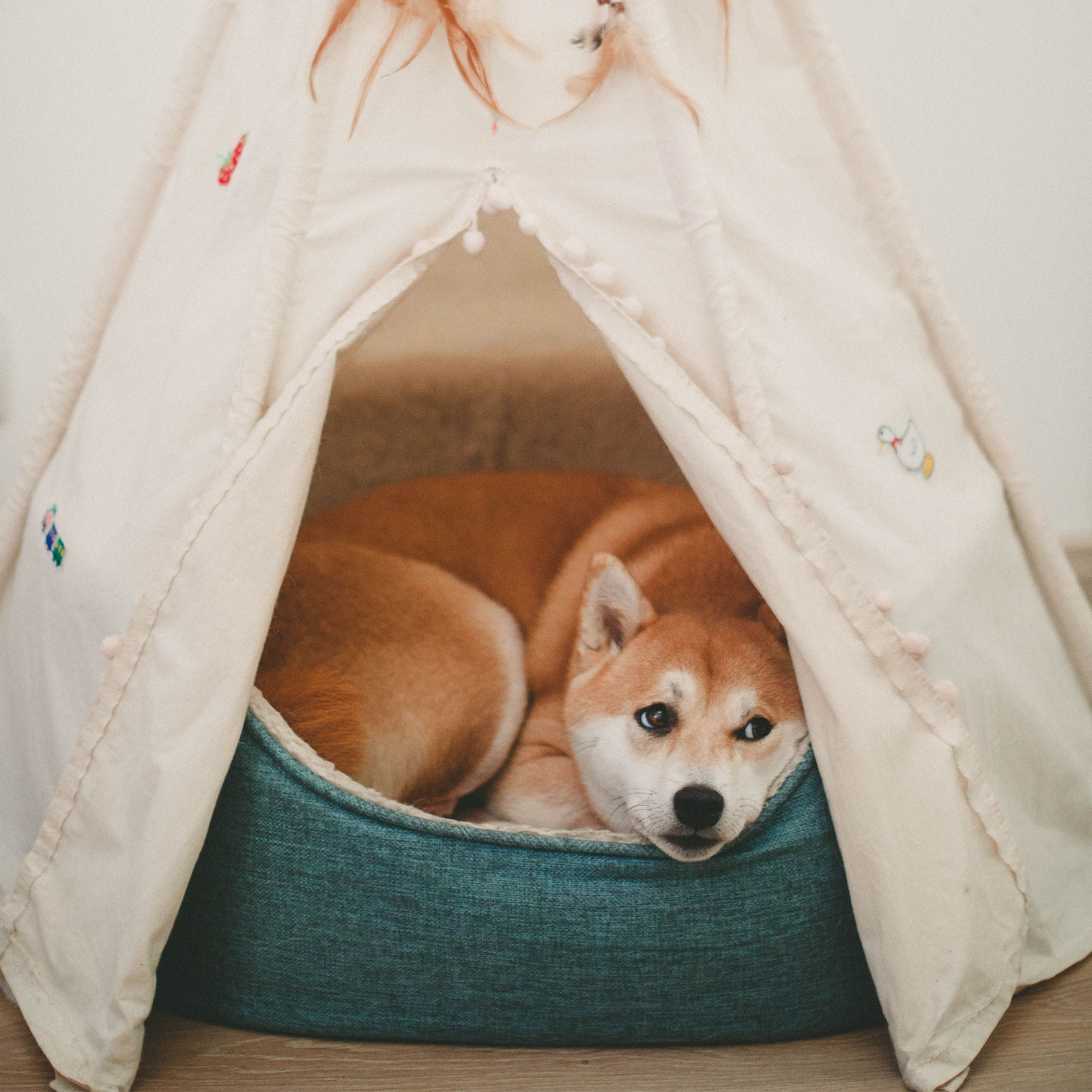 Pet  Bed
