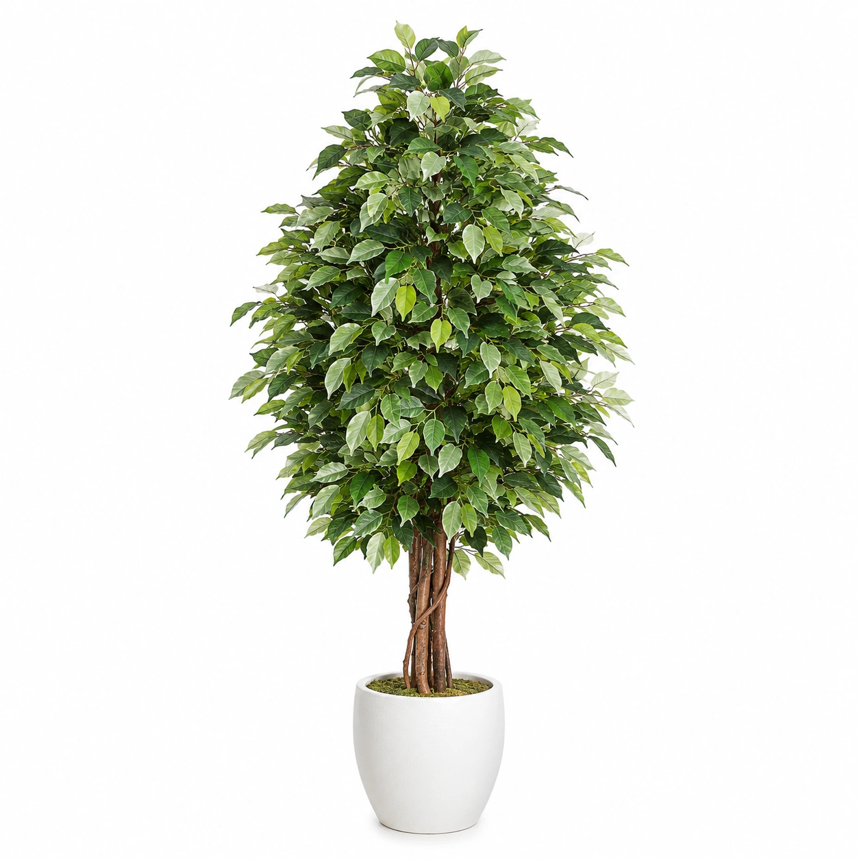 Planta Artificial de Ficus con Maceta Blanca 150cm-ULQERNIKA