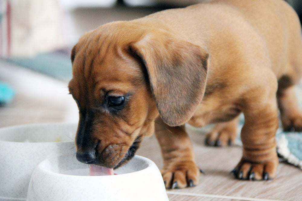 Alimentation Chiot Teckel