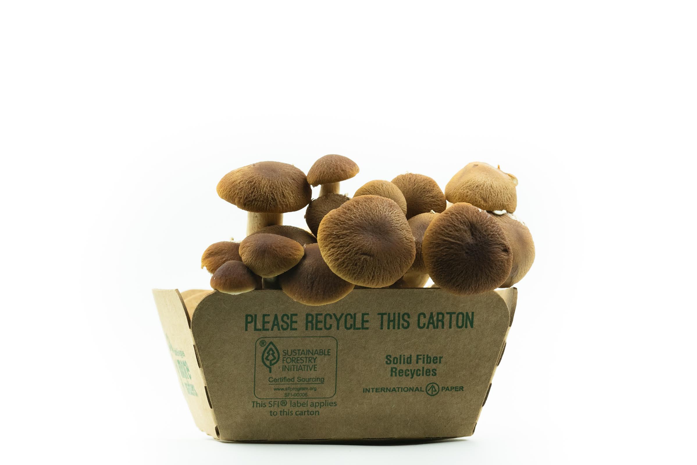 Pioppino Mushrooms