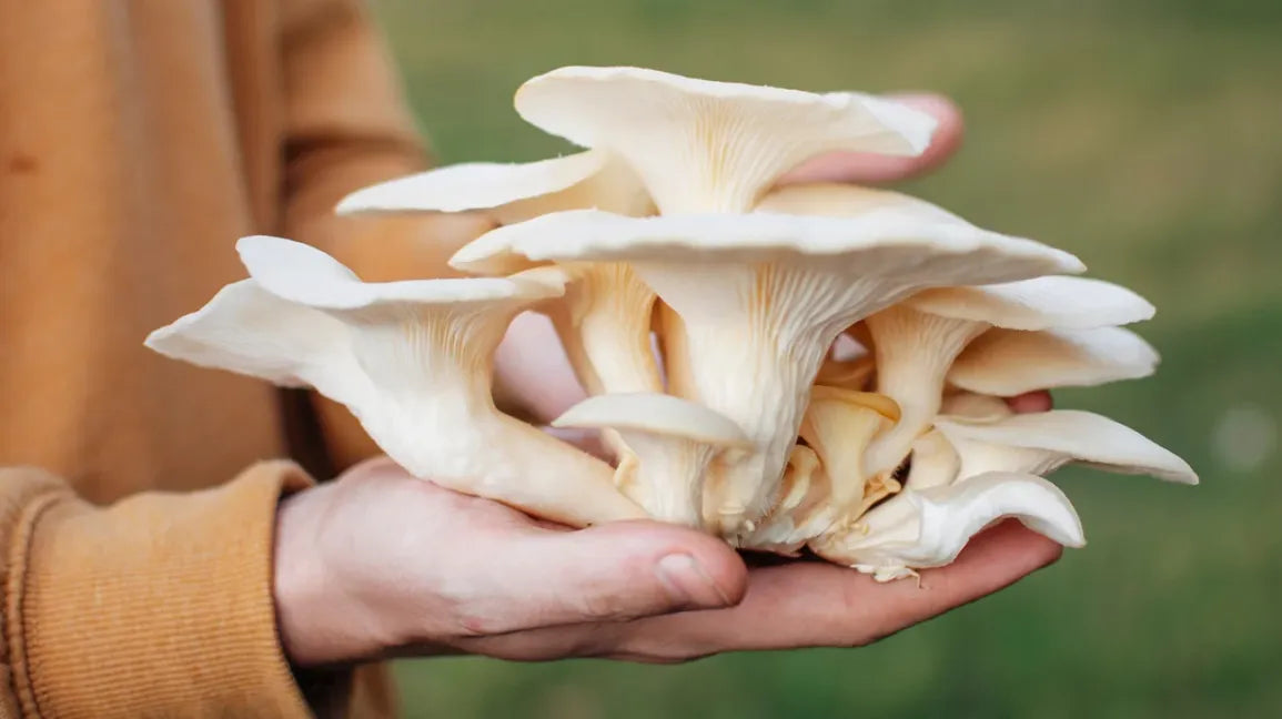 Fresh oyster mushrooms