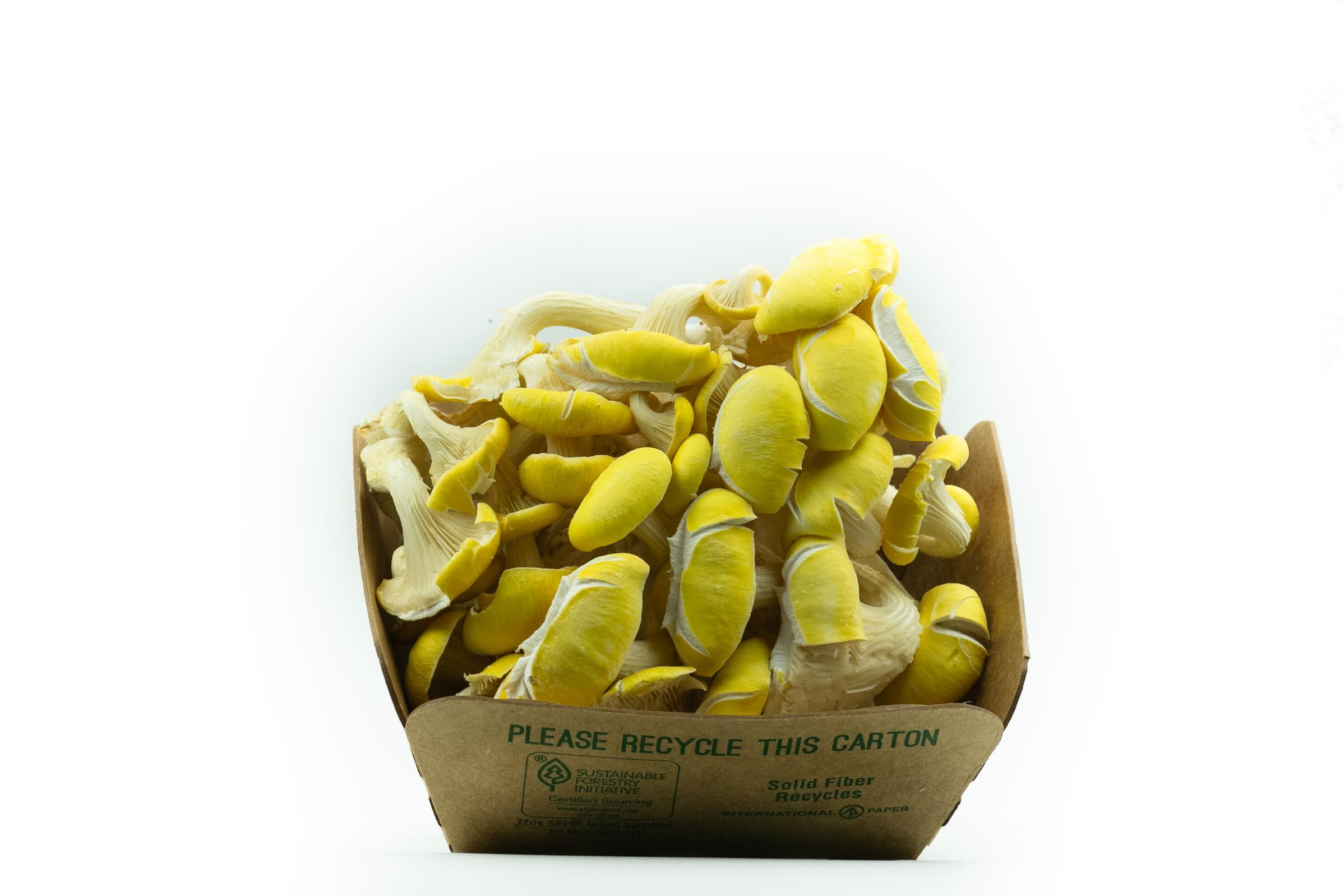 Golden Oyster Mushrooms