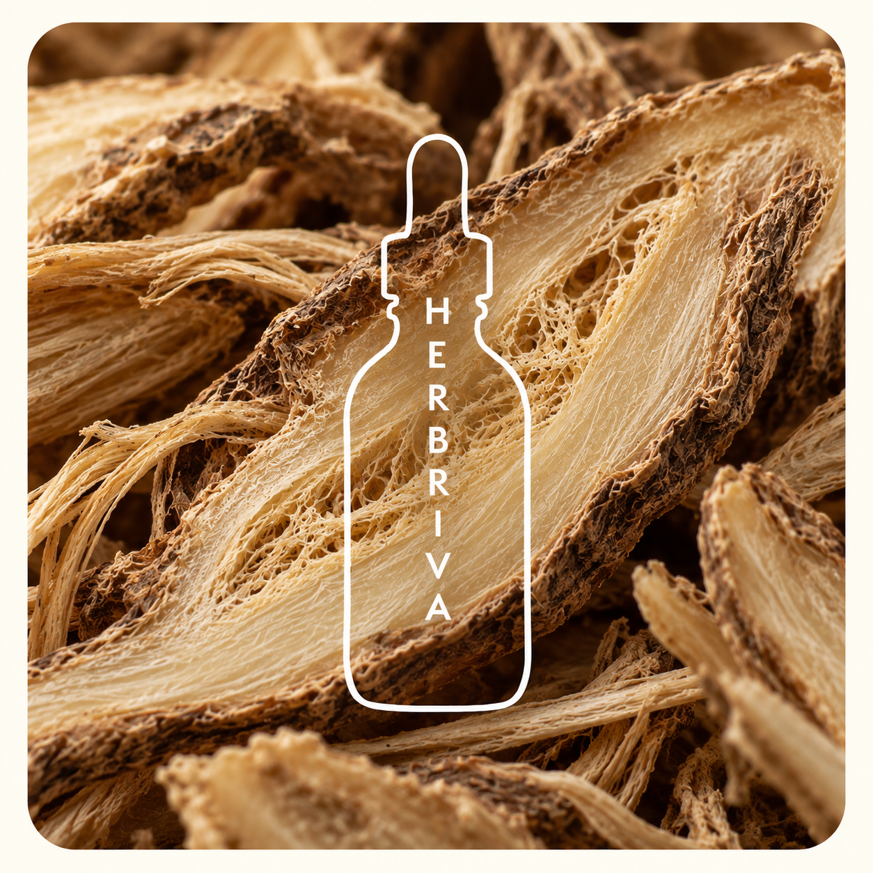 Angelica sinensis