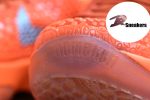 Nike Zoom Kobe 6 Protro“Total Orange”IH1871-800 - Image 8