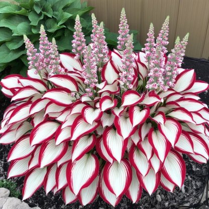 🔥🔥Premium Rare Hosta Seeds🌿Shade-Tolerant Plant