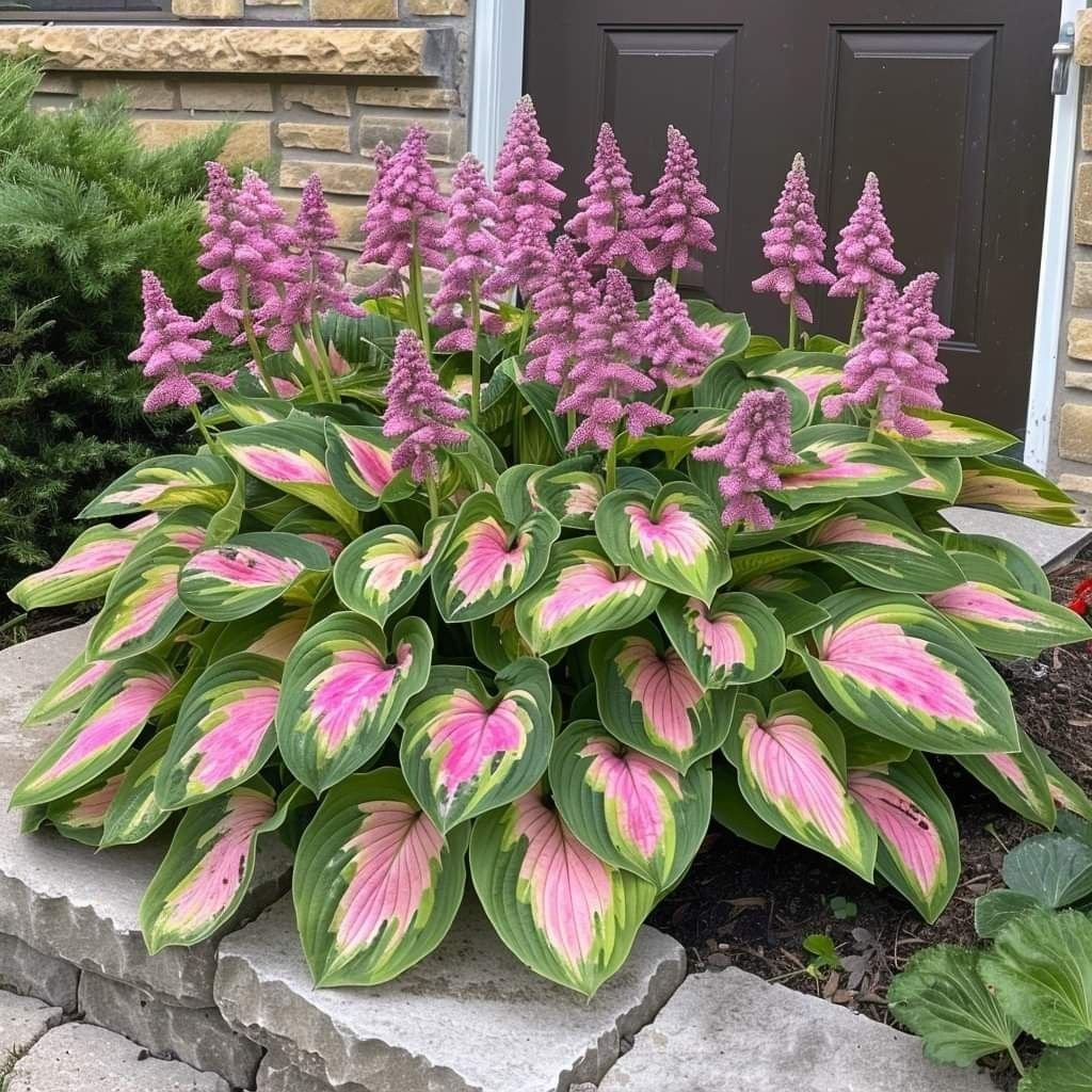 🔥🔥Premium Rare Hosta Seeds🌿Shade-Tolerant Plant