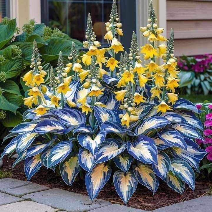 🔥🔥Premium Rare Hosta Seeds🌿Shade-Tolerant Plant